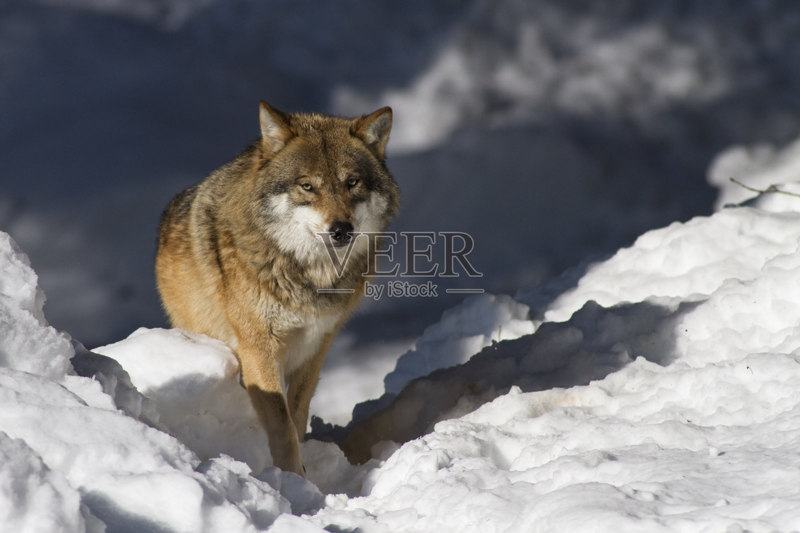 灰太狼照片摄影图片