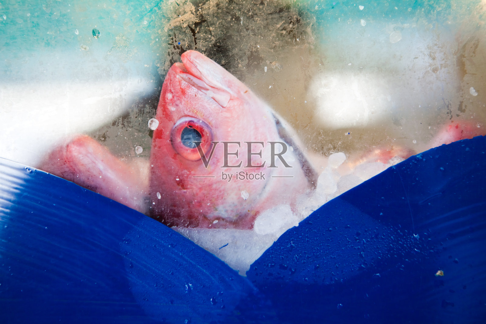 鱼出售照片摄影图片