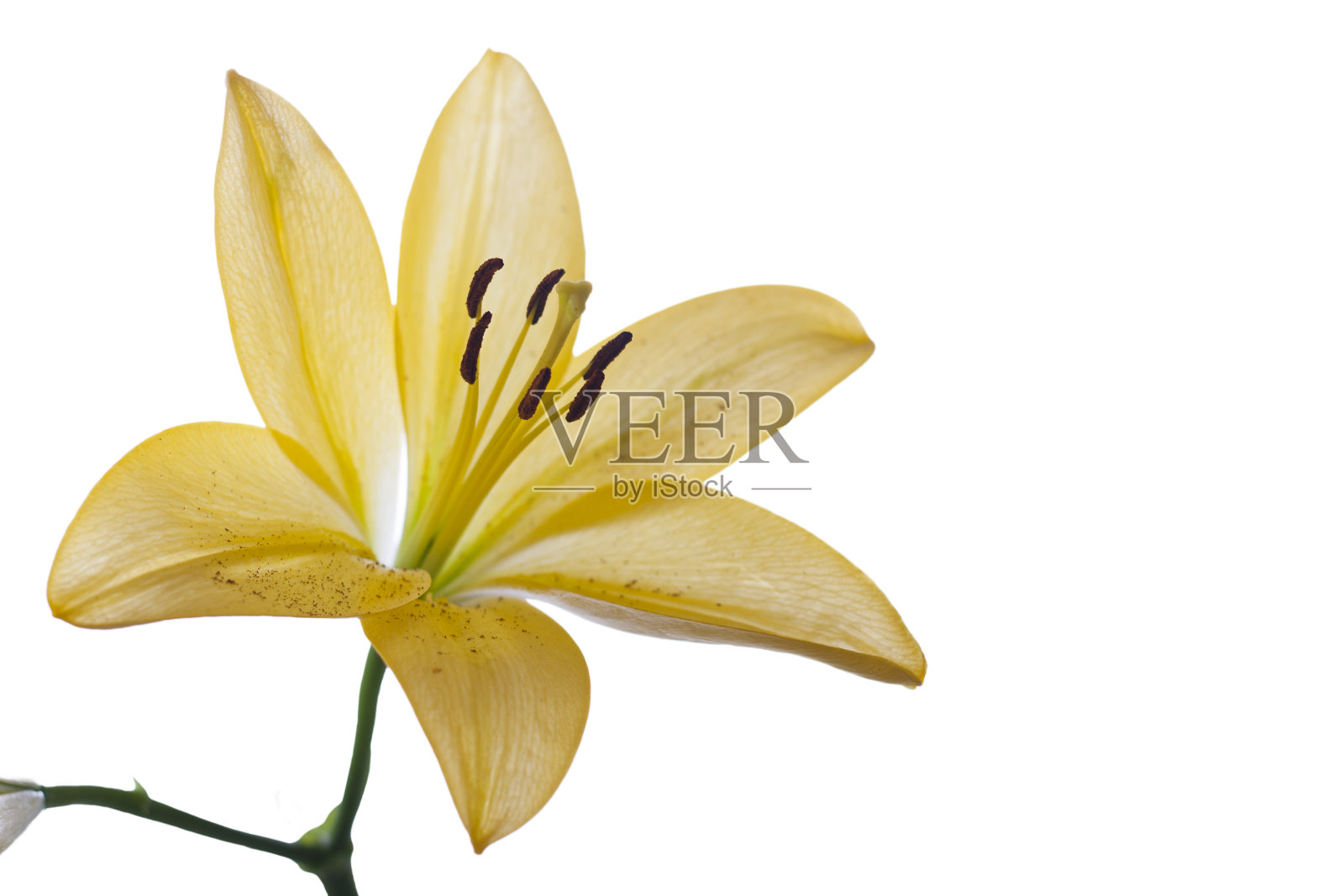 黄色单莉莉照片摄影图片