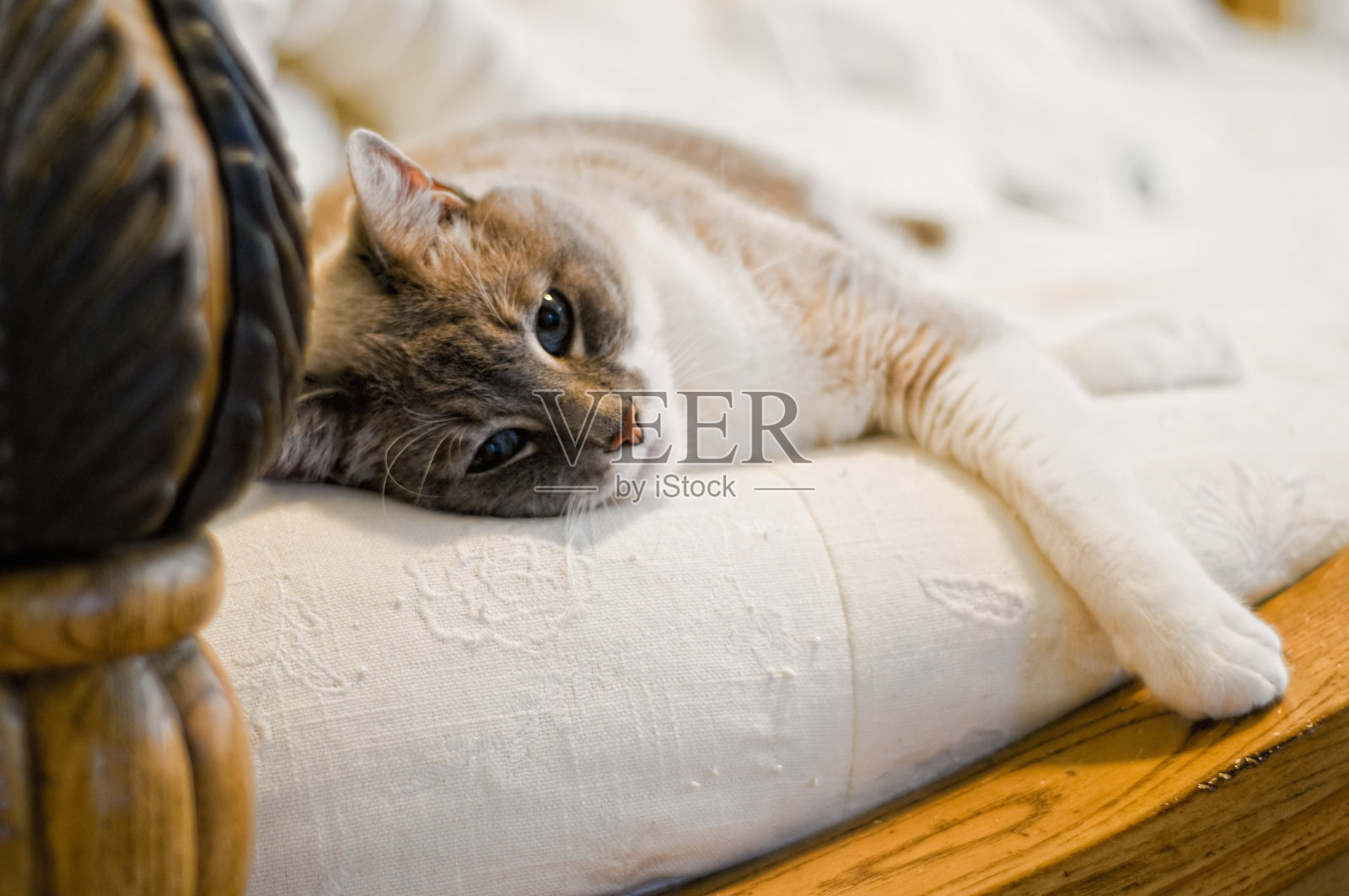 在床上休息的猫照片摄影图片