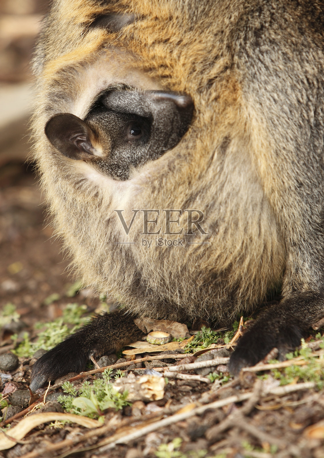 小袋鼠宝宝照片摄影图片