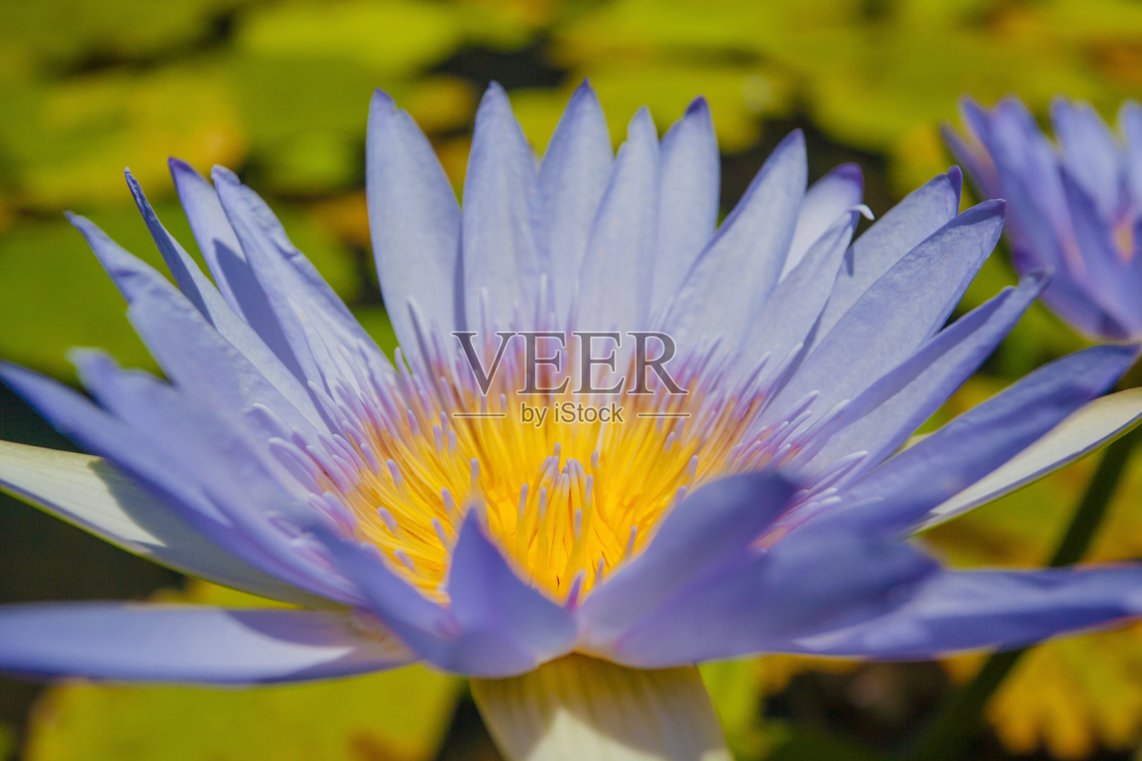 莉莉照片摄影图片