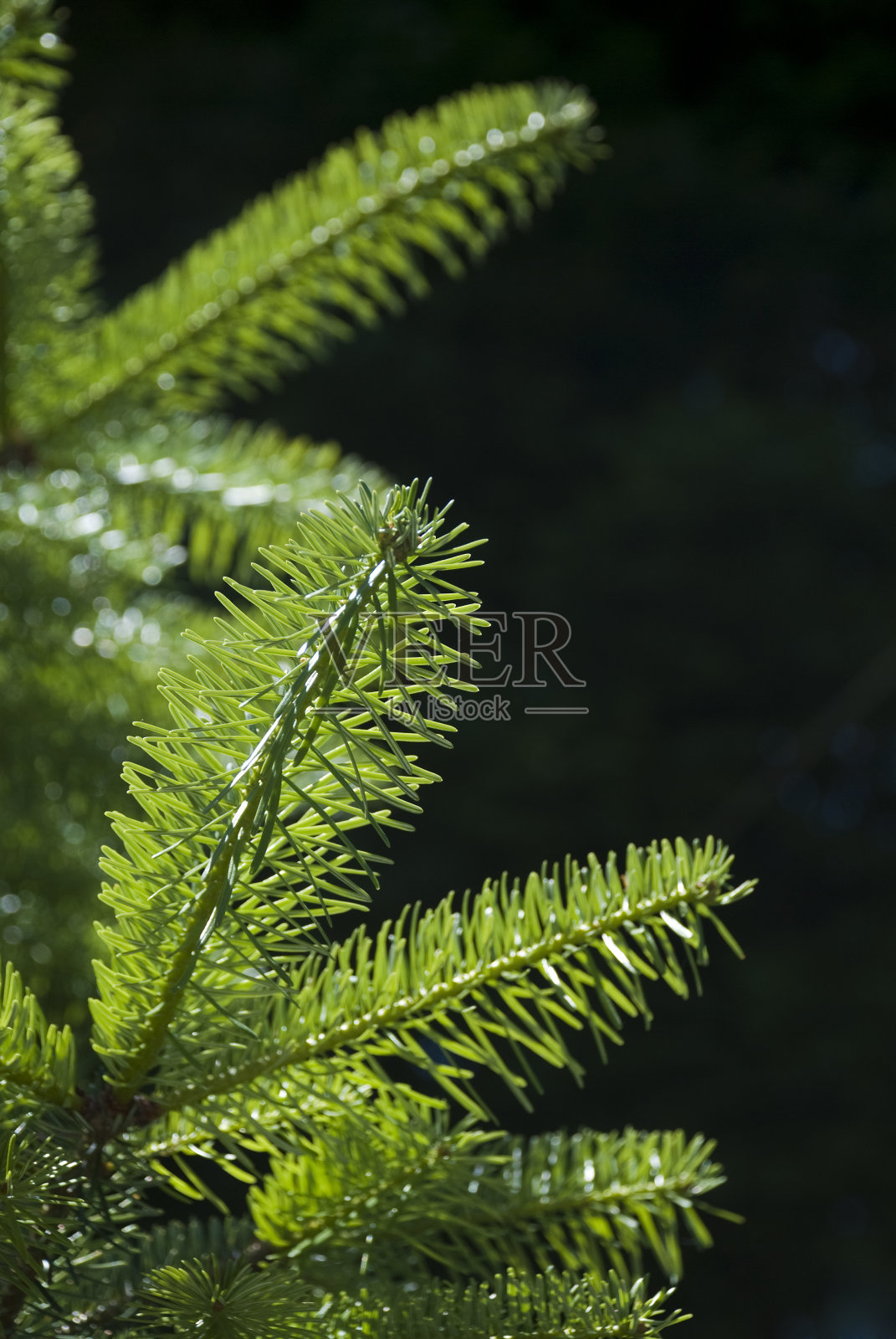 松树枝照片摄影图片