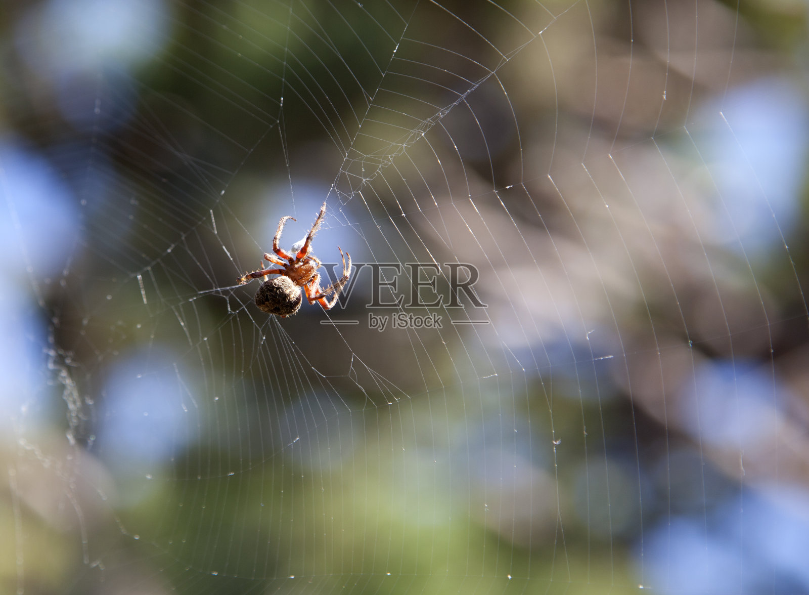 蜘蛛在外面织网照片摄影图片