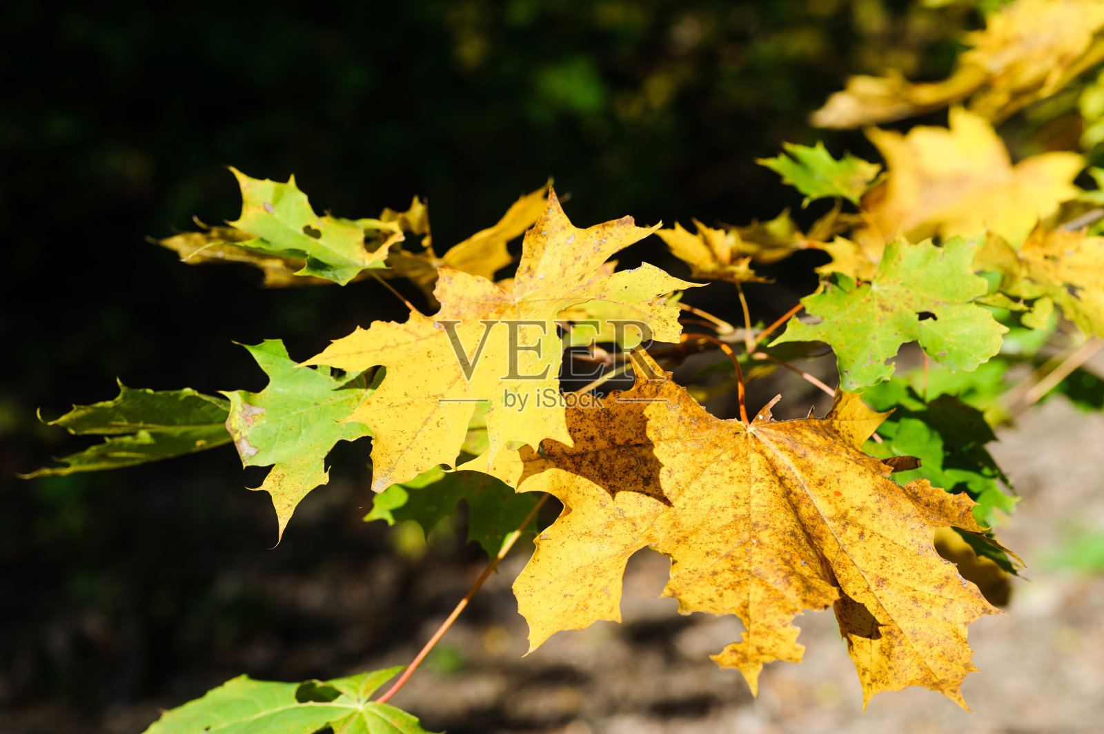 秋天的落叶照片摄影图片