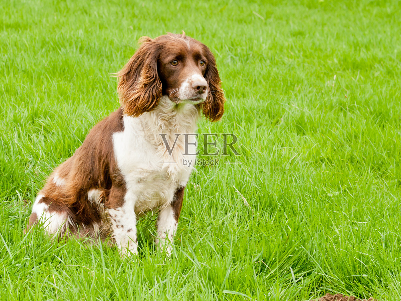 施普林格猎犬照片摄影图片