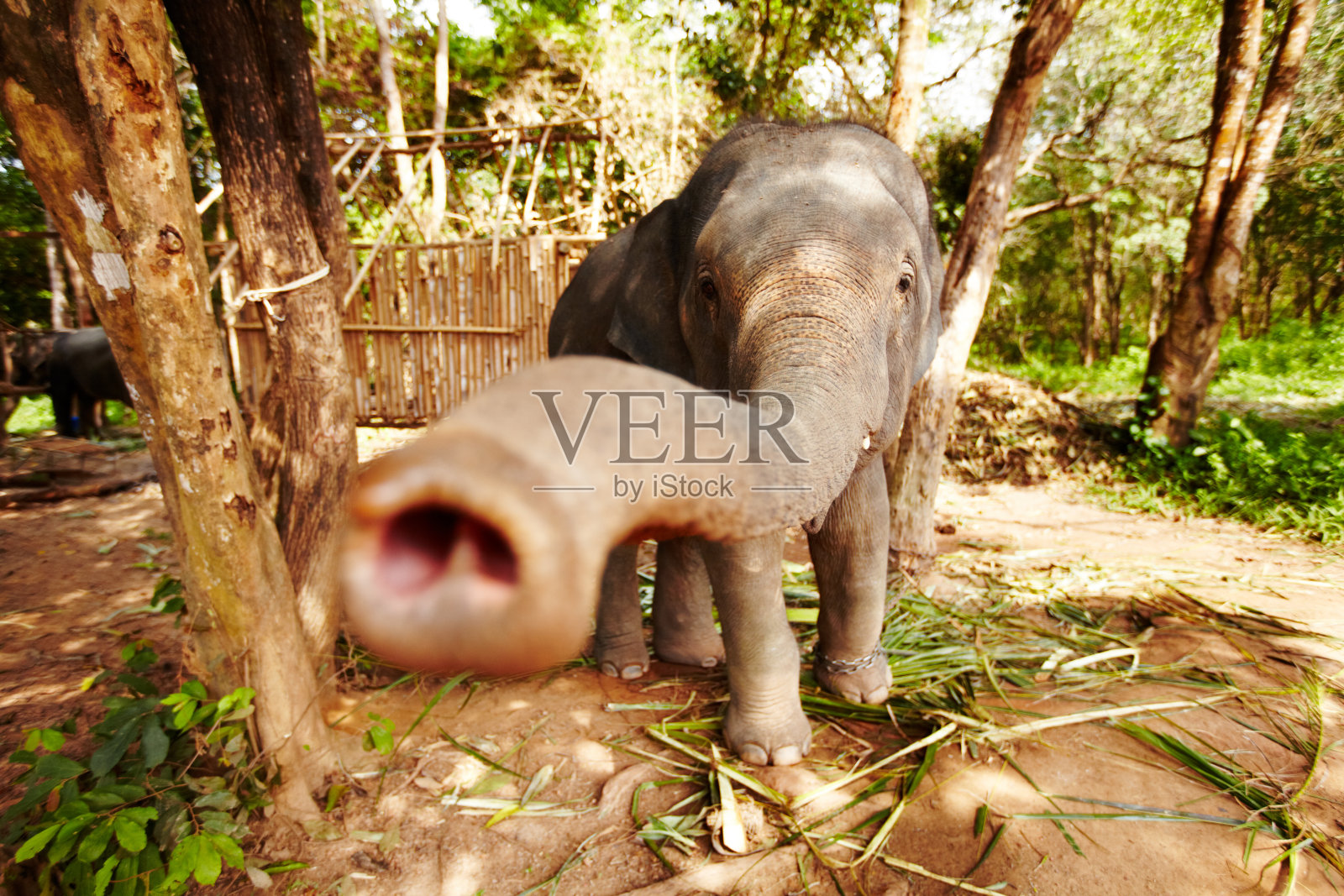 圈养的泰国大象伸手照片摄影图片
