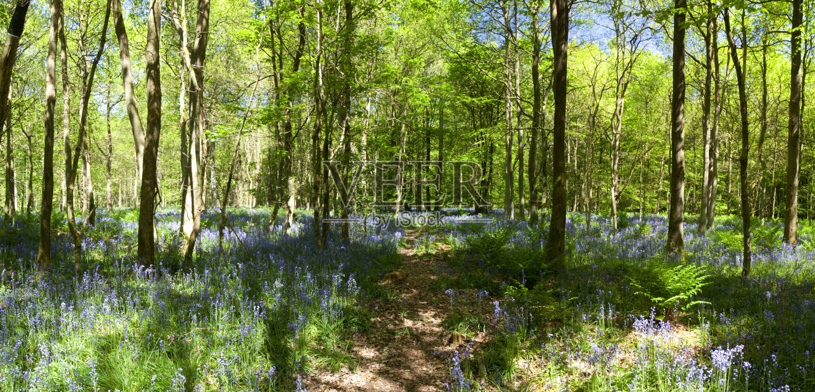 蓝铃木全景照片摄影图片