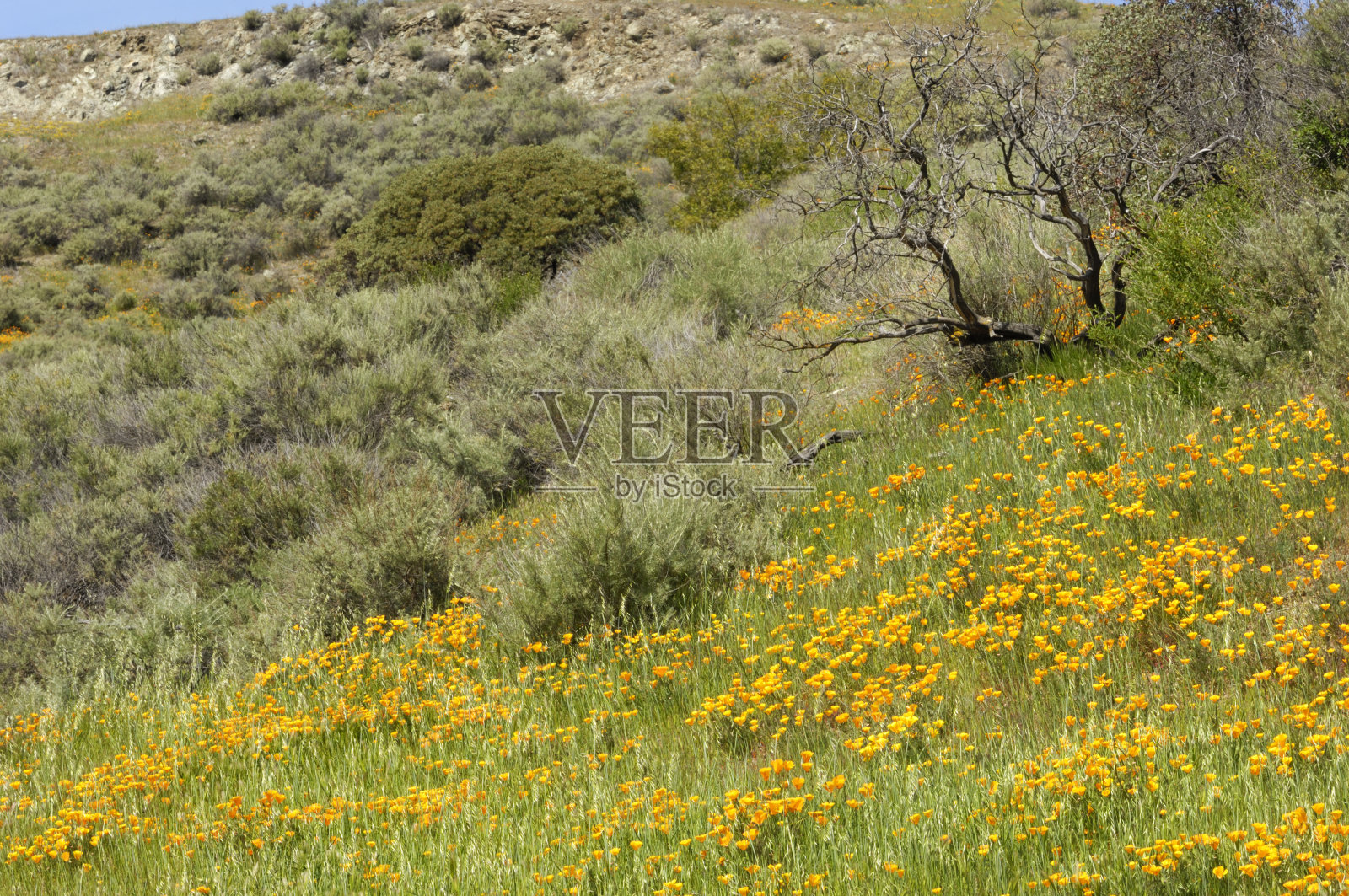 山麓长满了罂粟花照片摄影图片