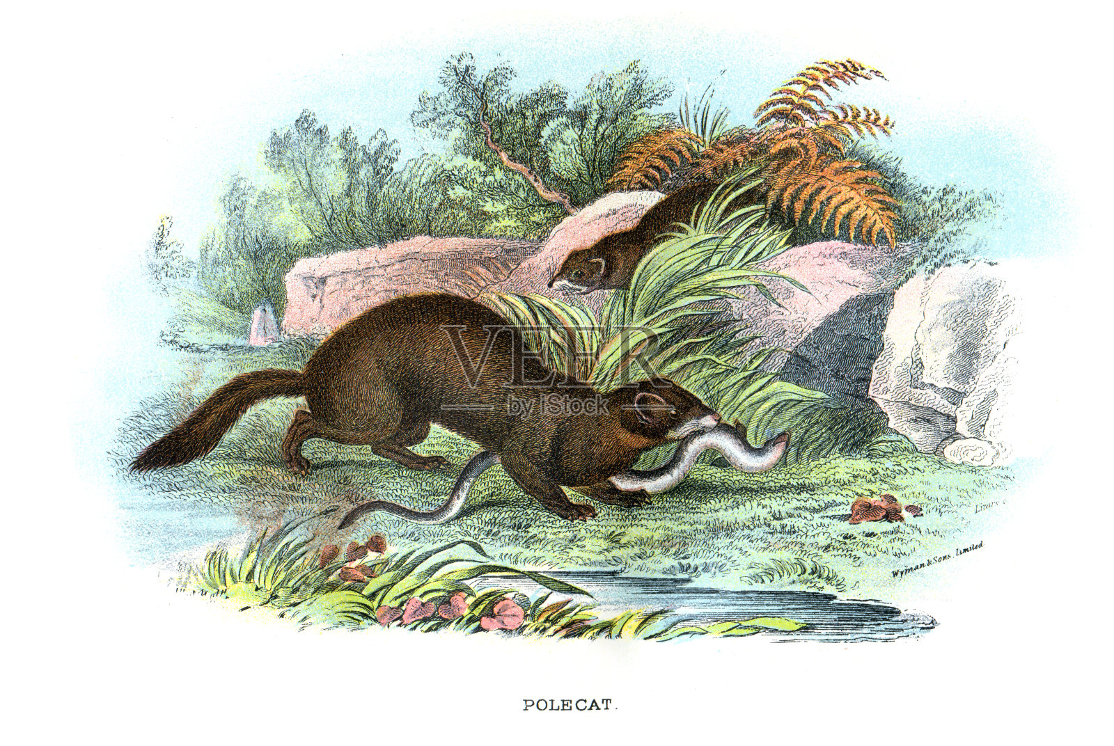 波尔卡特 （穆斯特拉 · 普托里乌斯）设计元素图片