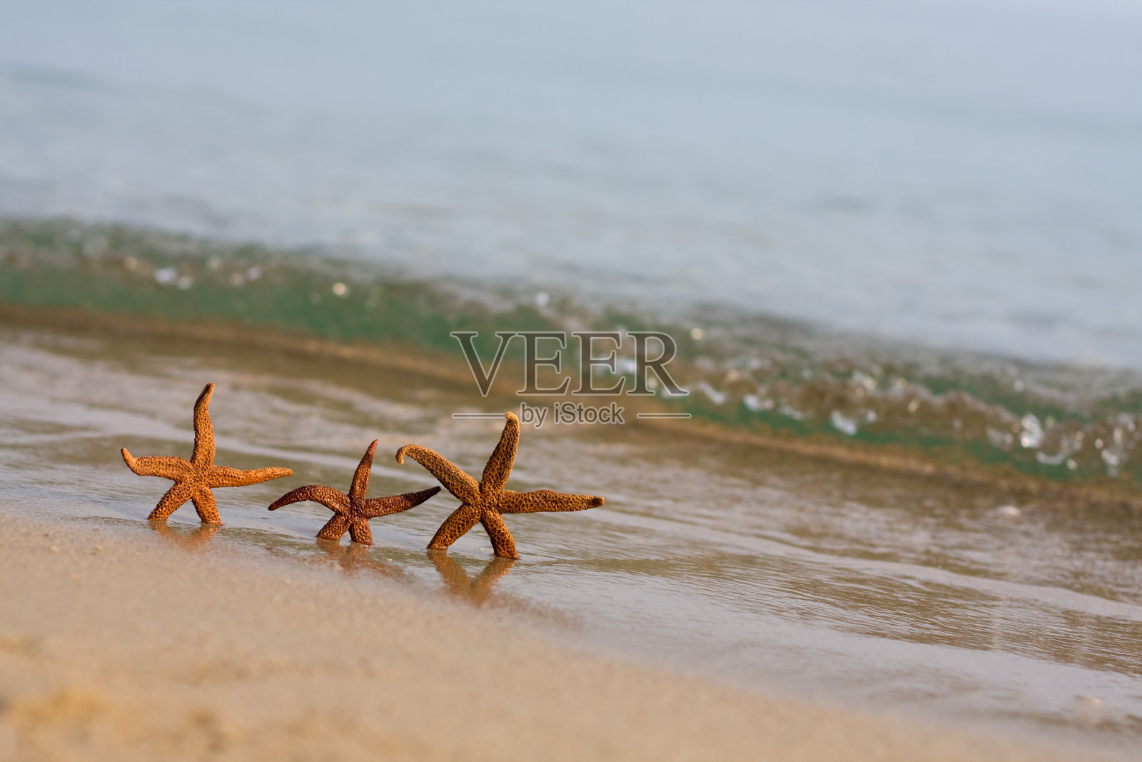 海星一家在度假照片摄影图片