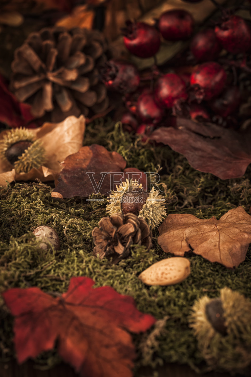 秋天装饰背景与树叶照片摄影图片