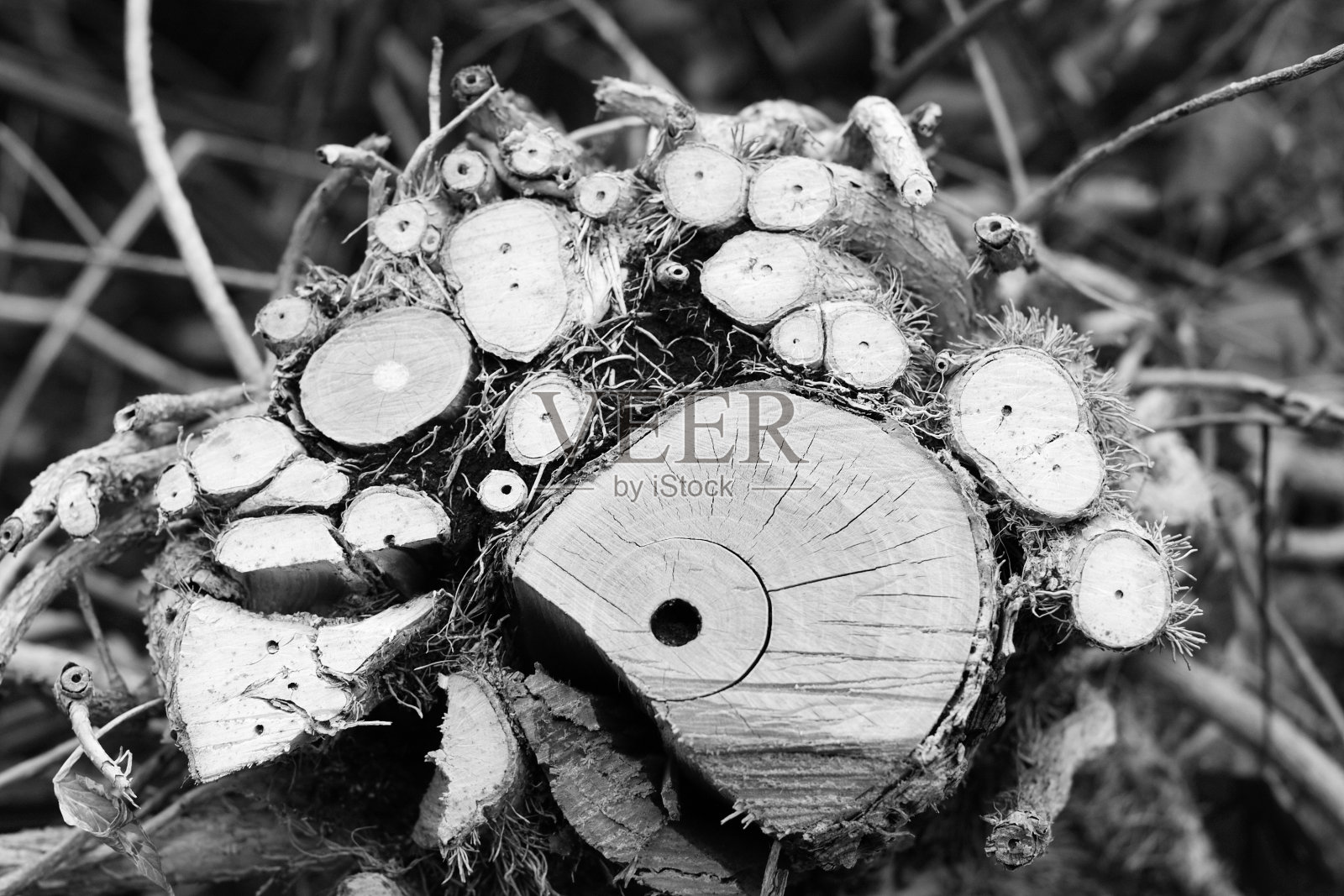 砍树照片摄影图片