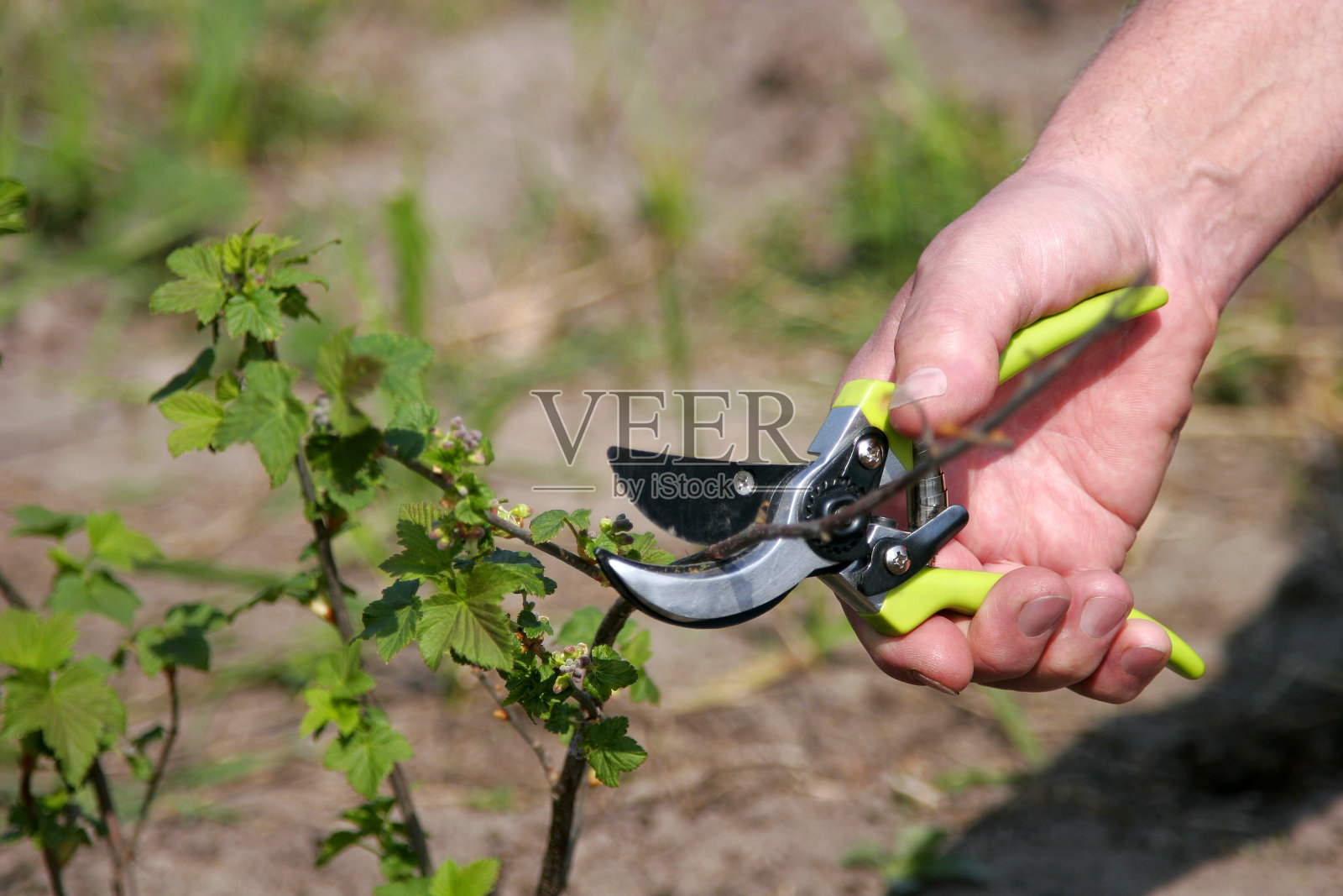 园丁的手照片摄影图片
