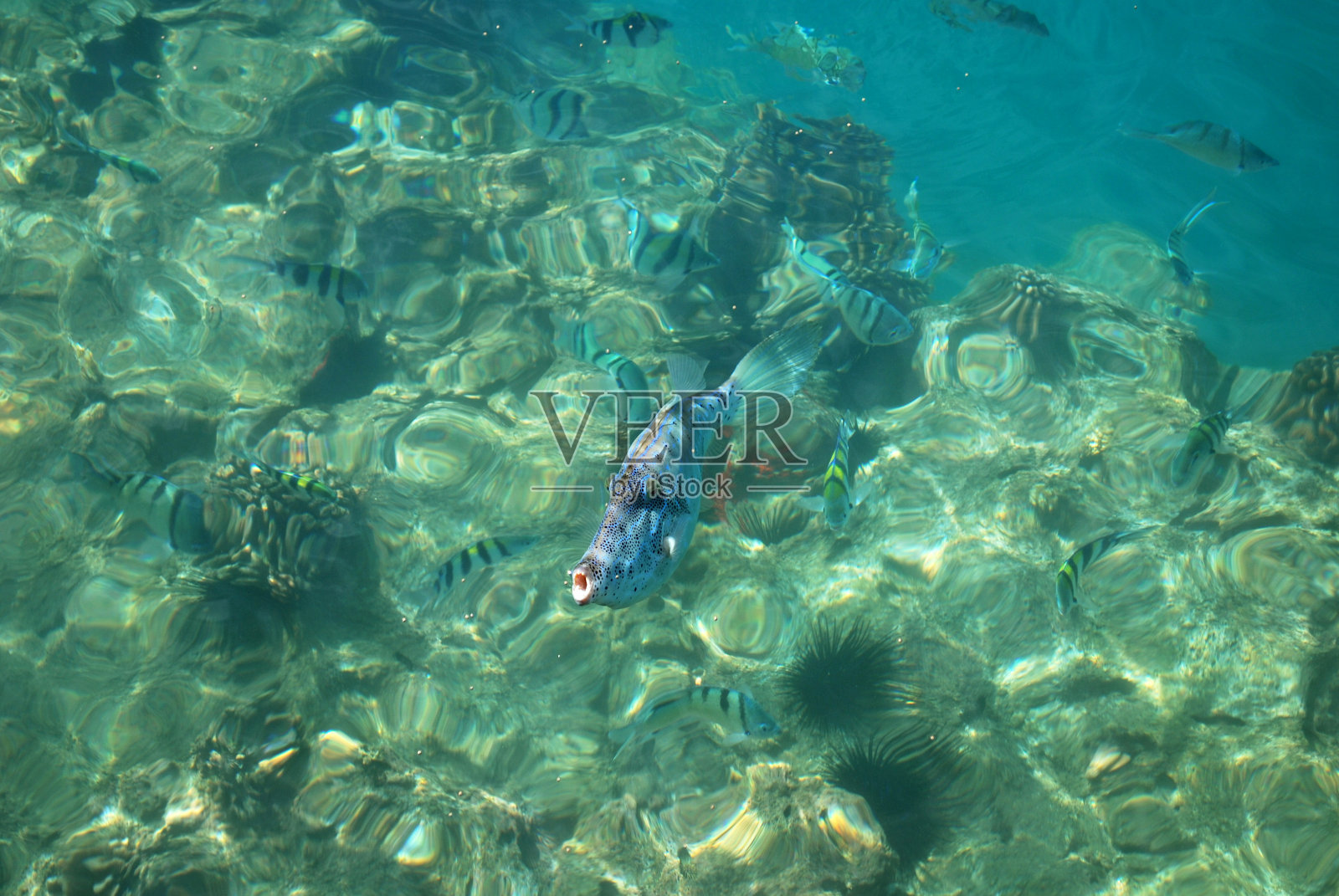 热带珊瑚礁鱼照片摄影图片