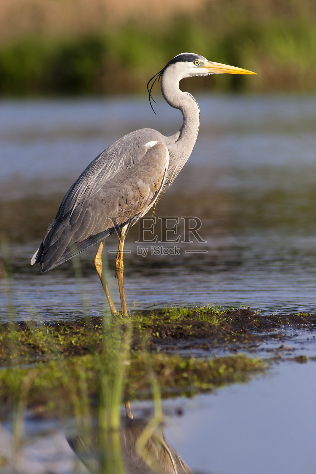 鹭照片摄影图片