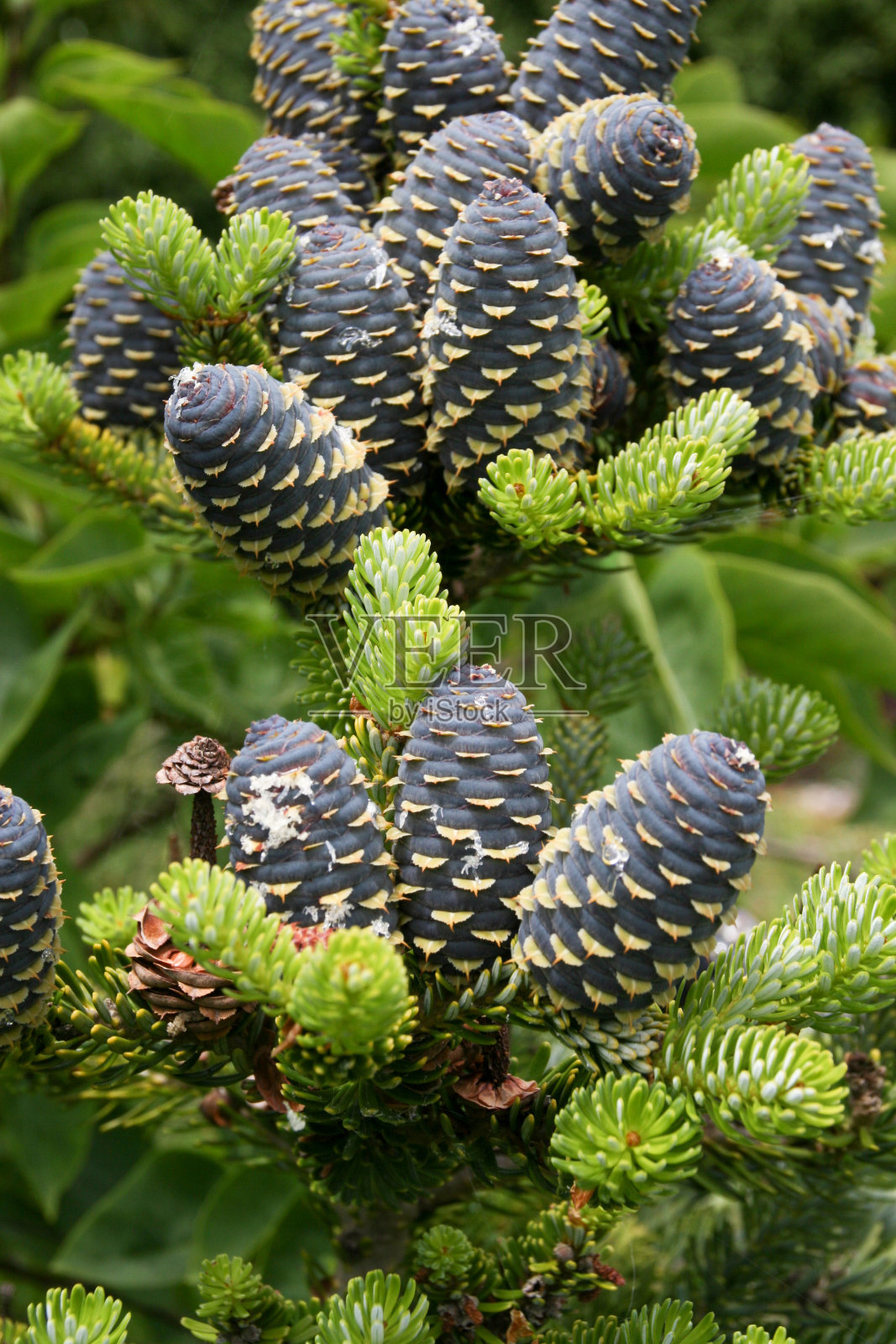 韩国云杉照片摄影图片