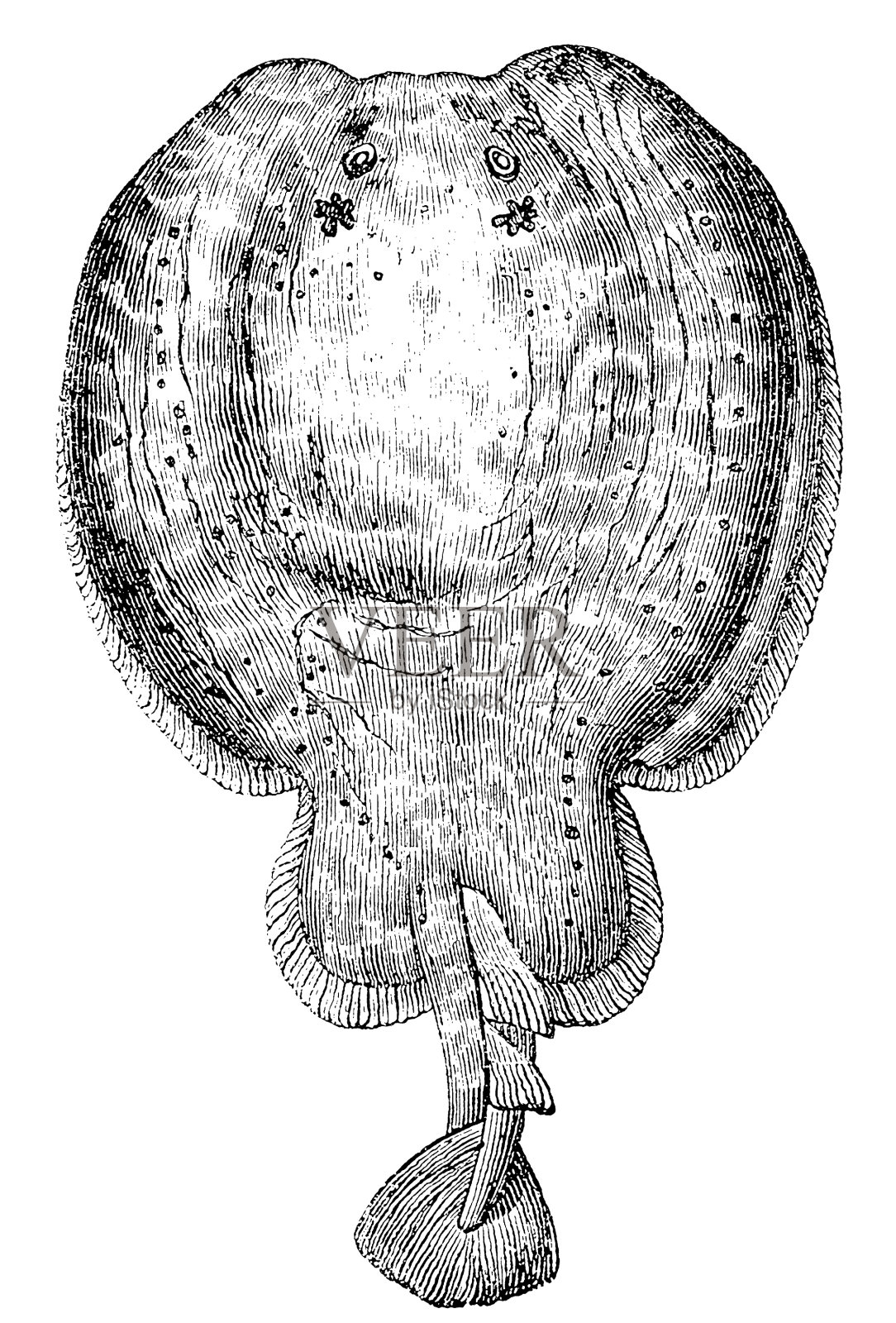 大理石电鳐(鱼雷)插画图片素材