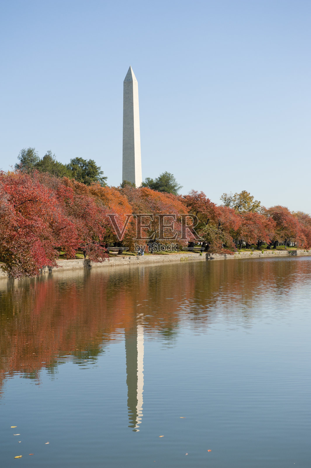 在华盛顿纪念碑旁，有一棵五颜六色的树照片摄影图片