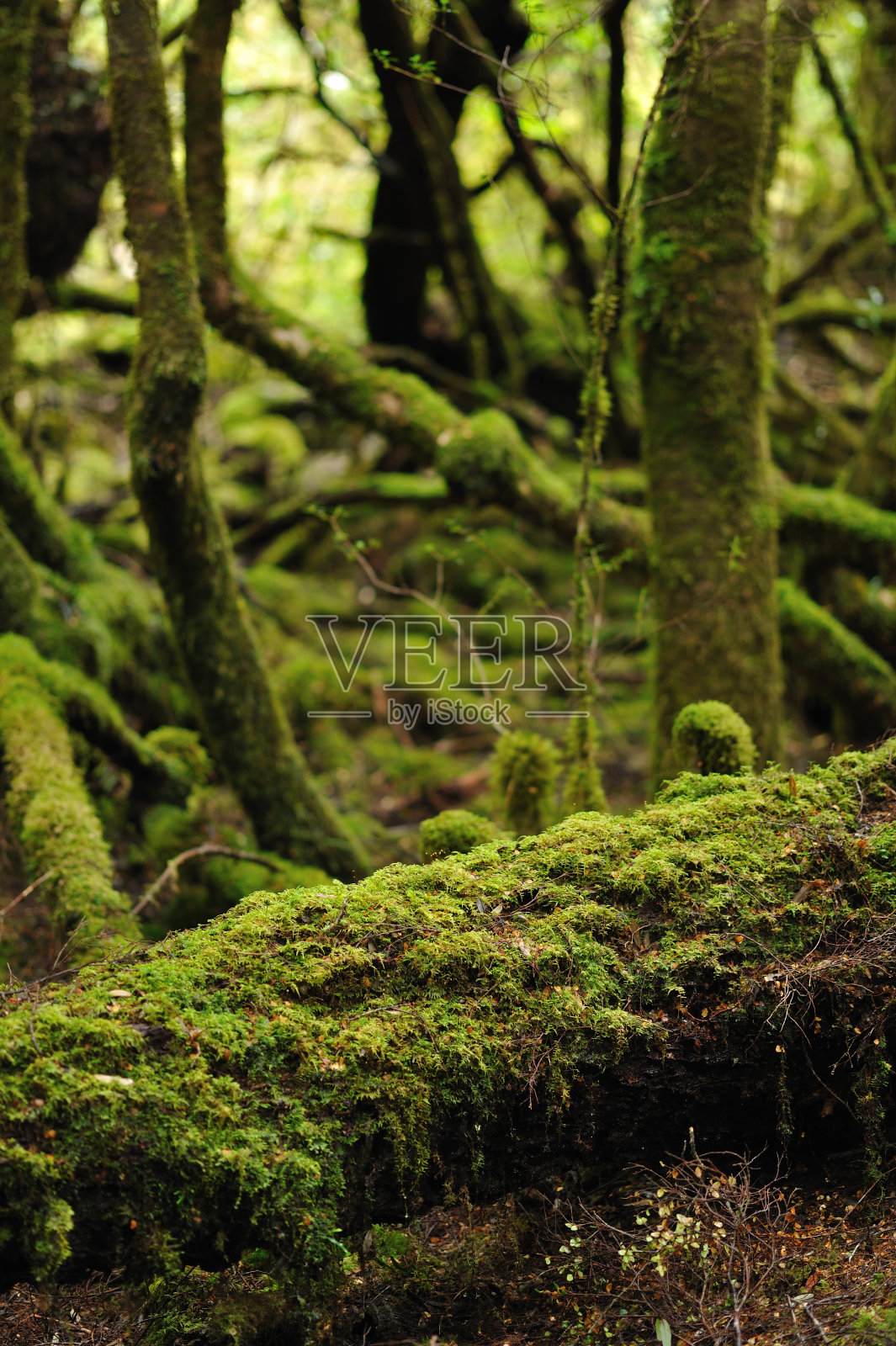 绿色的森林照片摄影图片