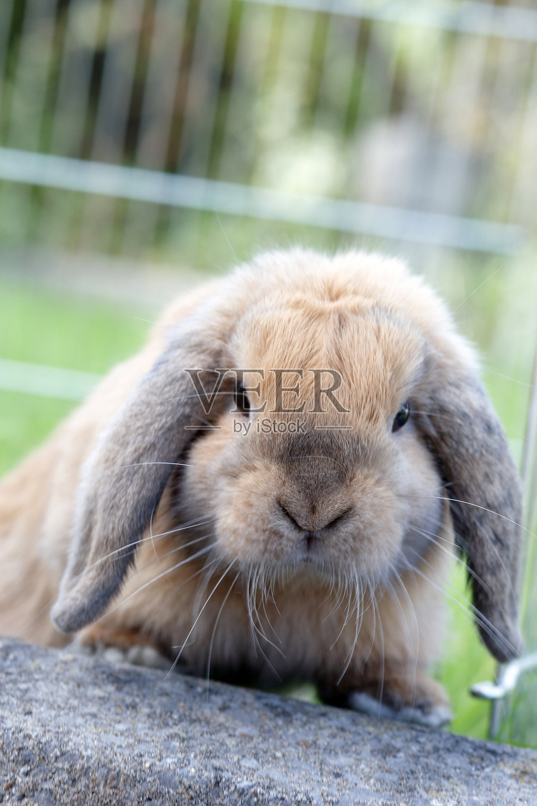 草丛中垂耳兔照片摄影图片