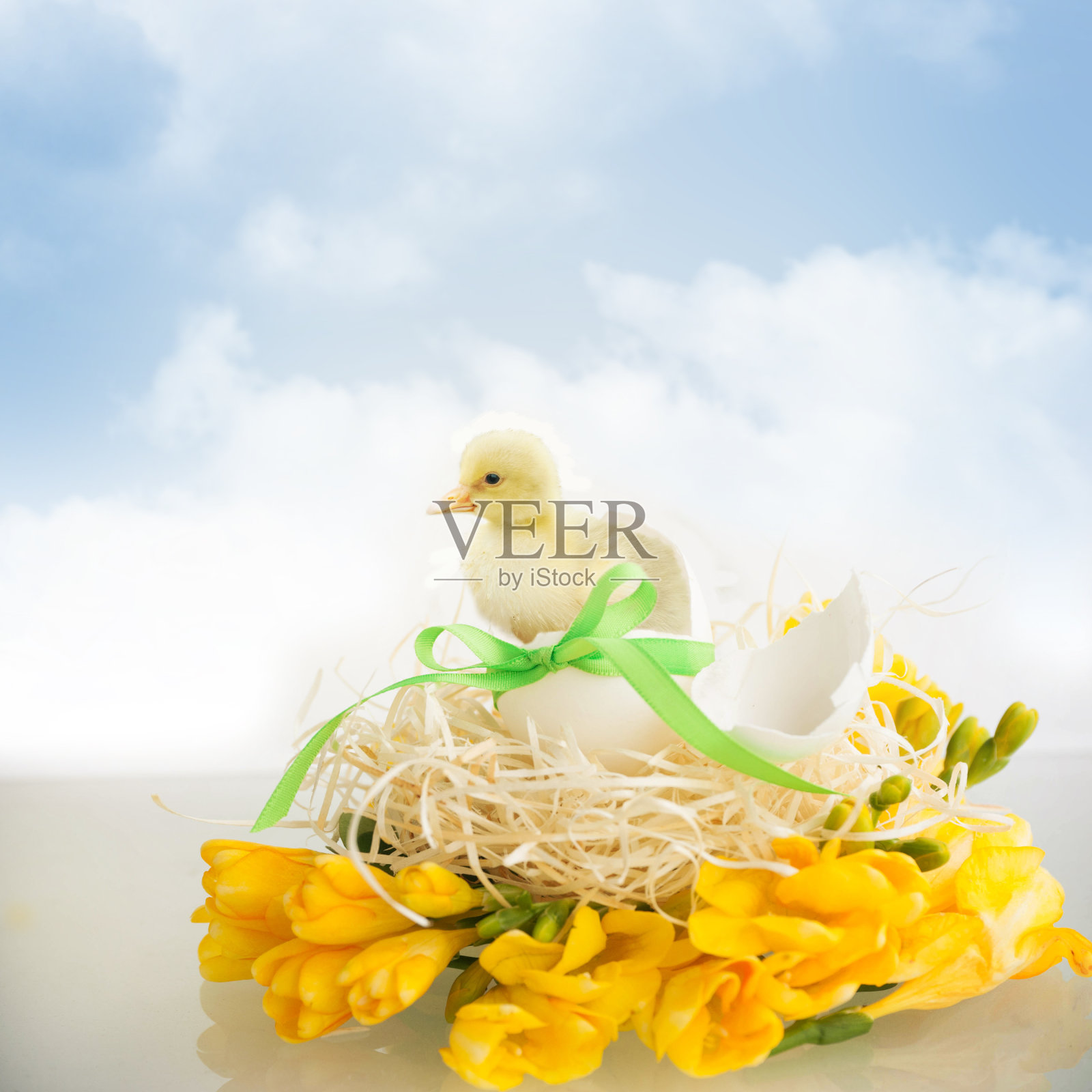 一只鸡从白色的蛋里出来照片摄影图片