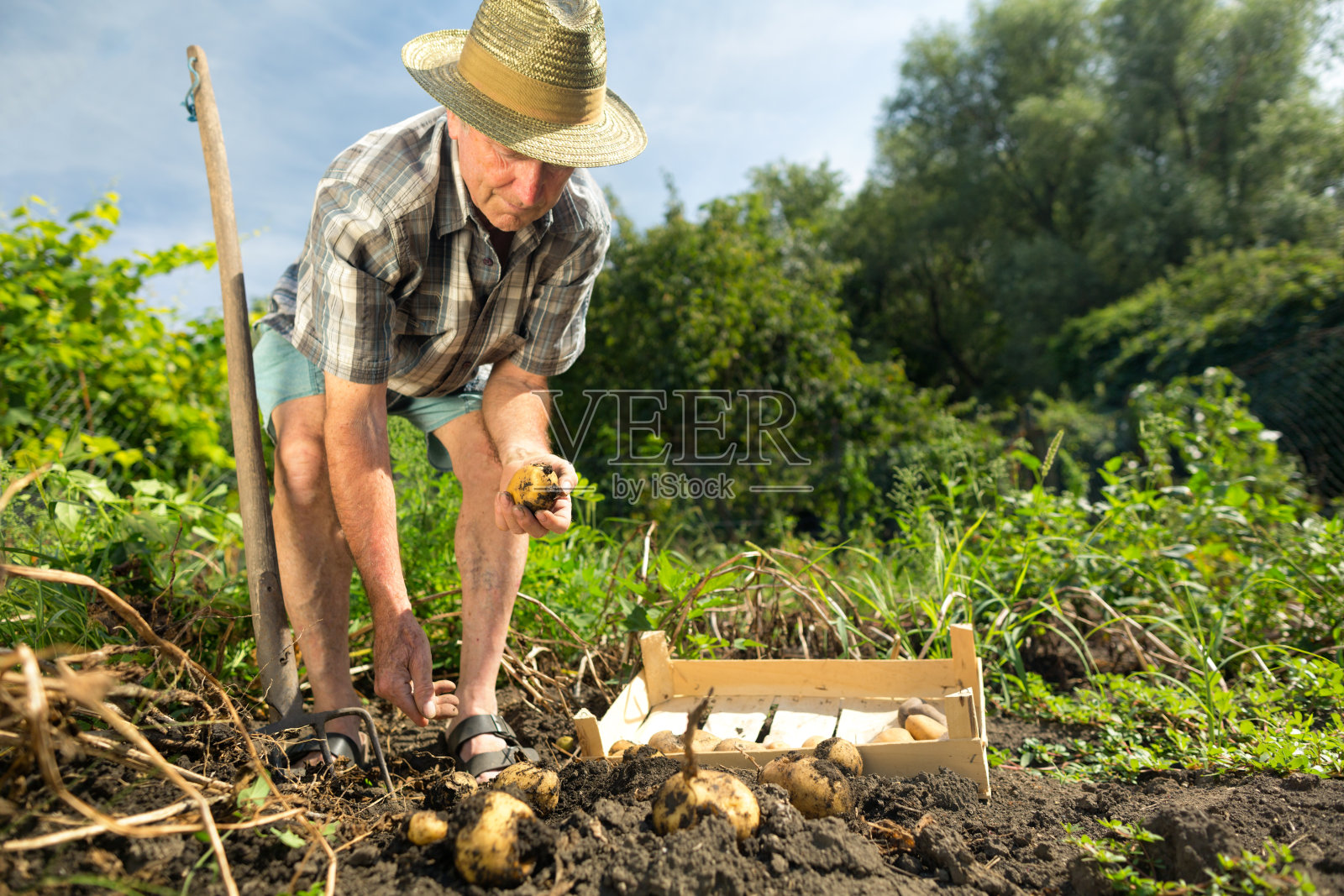 有机农夫收获土豆照片摄影图片