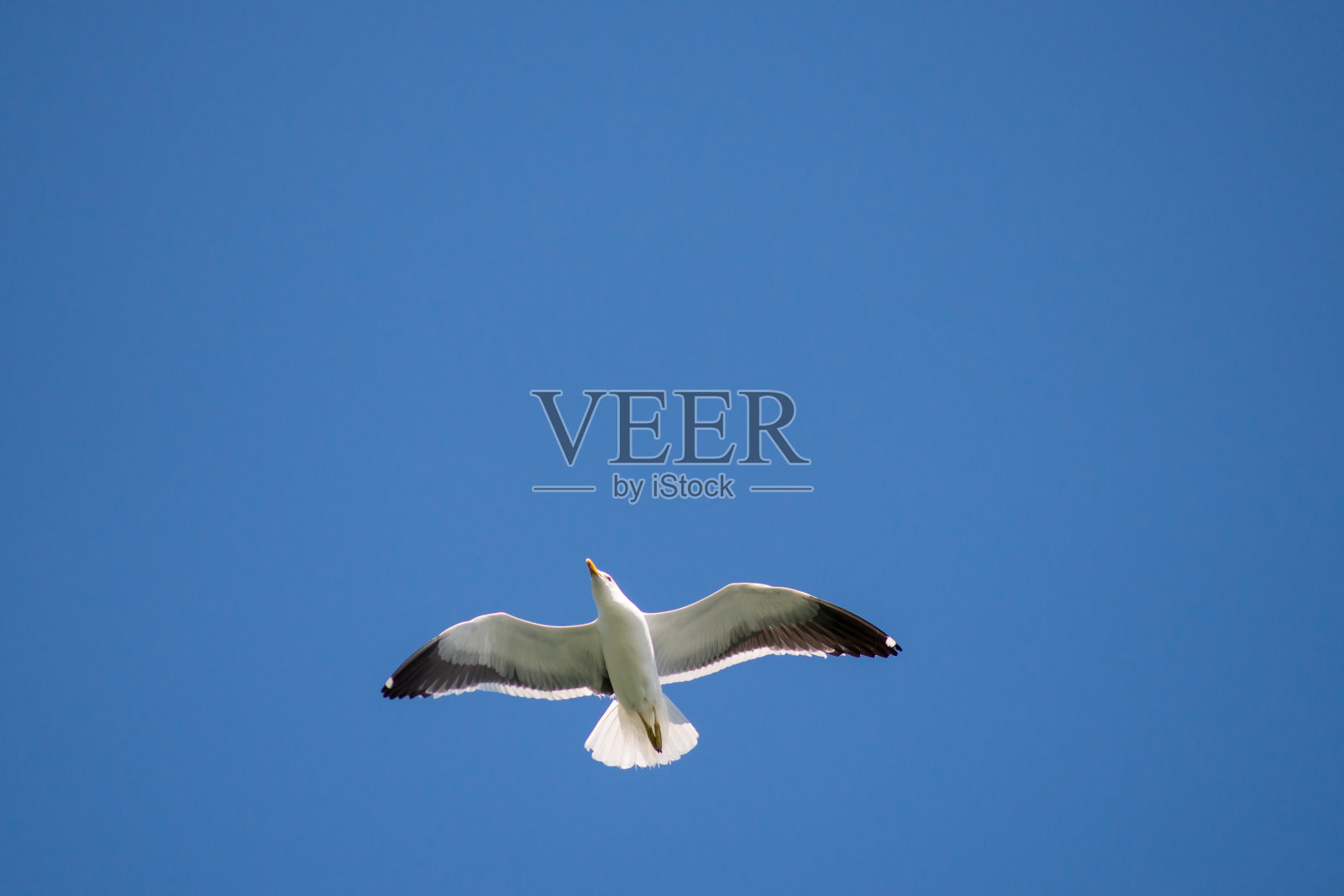 蓝天下的海鸥照片摄影图片