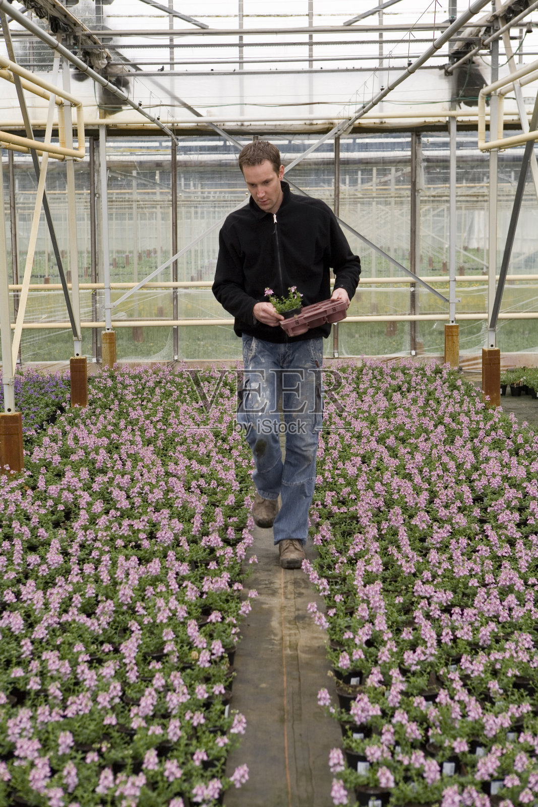 温室的花朵照片摄影图片