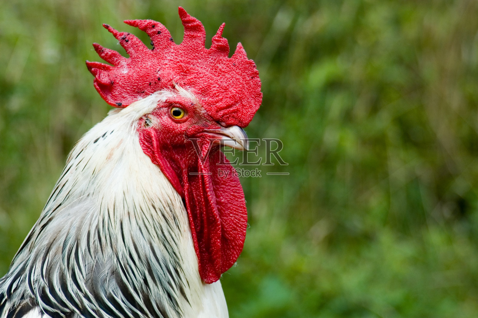 公鸡概要文件2照片摄影图片