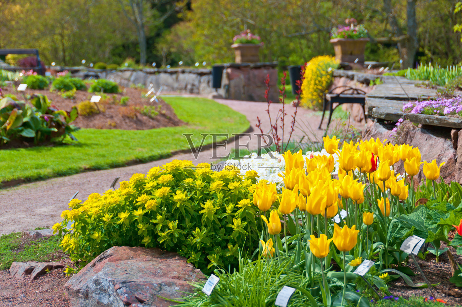 植物园的春天照片摄影图片