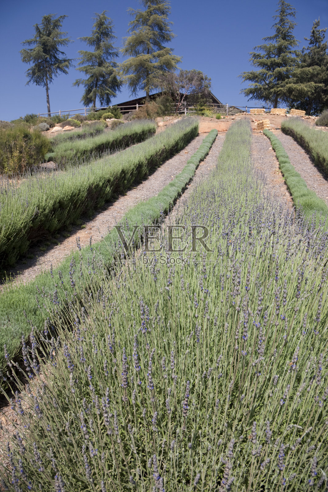 薰衣草田，花，行后退上山，递减的视角照片摄影图片