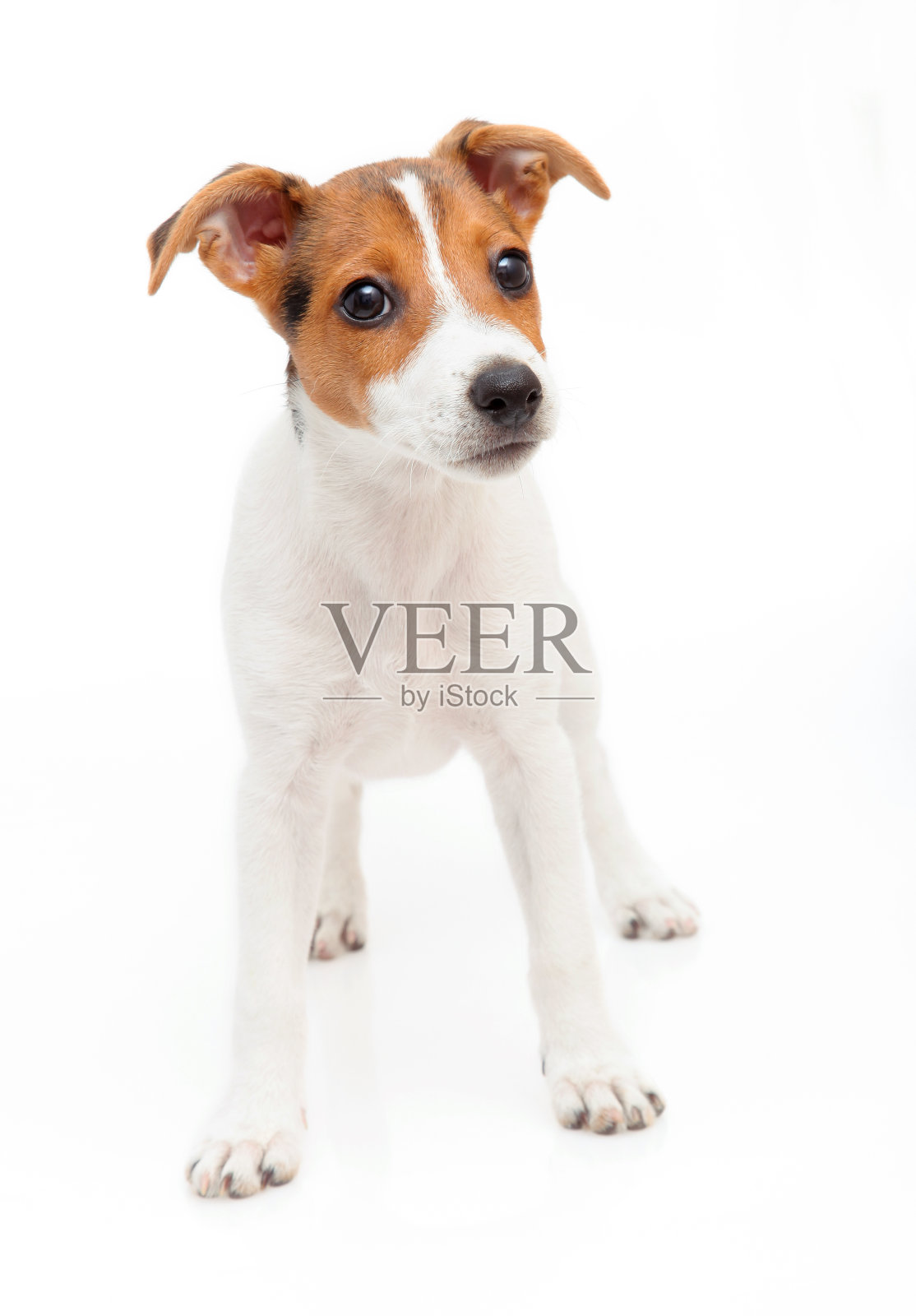 杰克罗素梗，小狗照片摄影图片