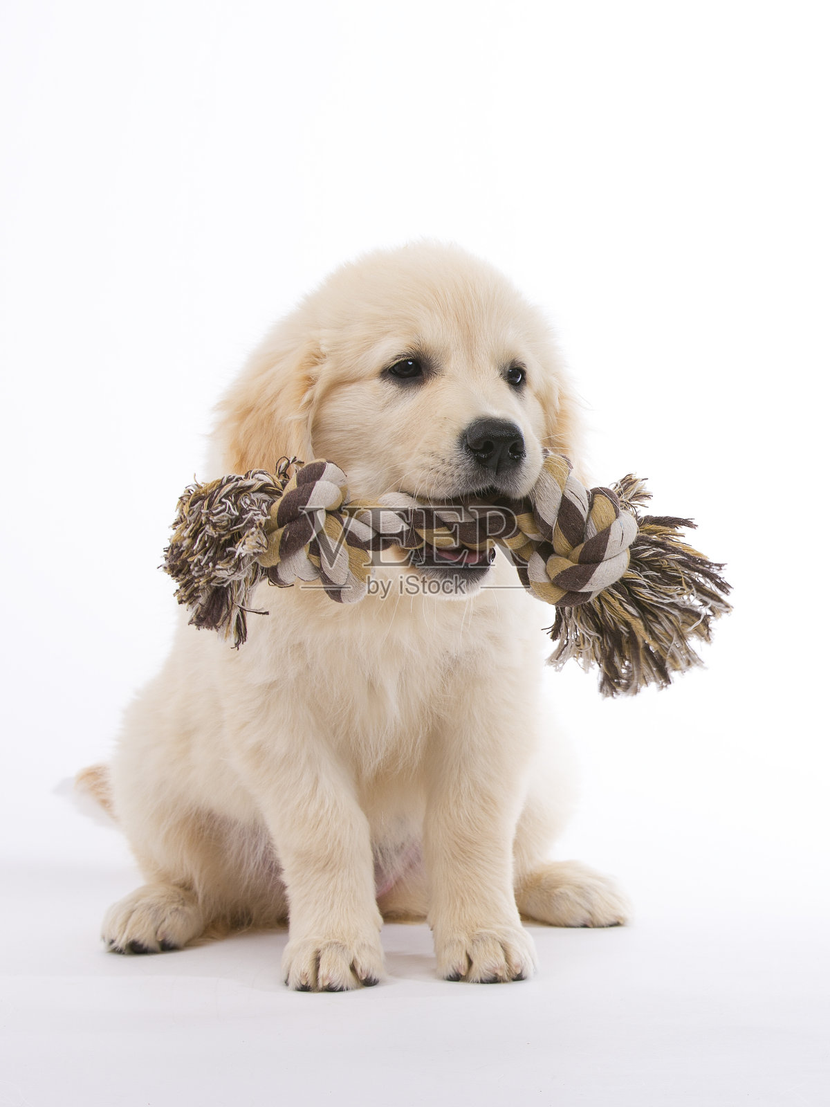 金毛猎犬奶油小狗照片摄影图片