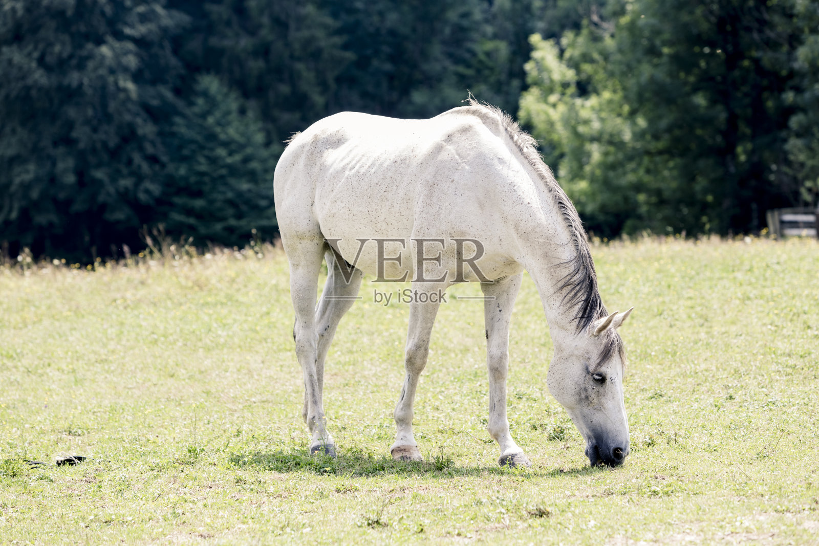 白马照片摄影图片