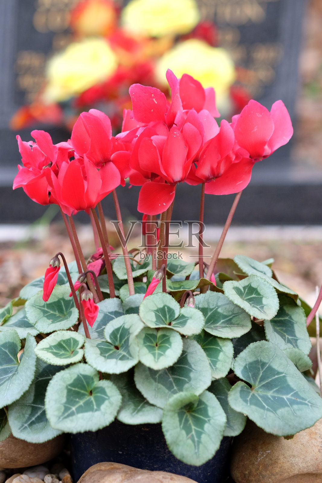 坟墓照片摄影图片