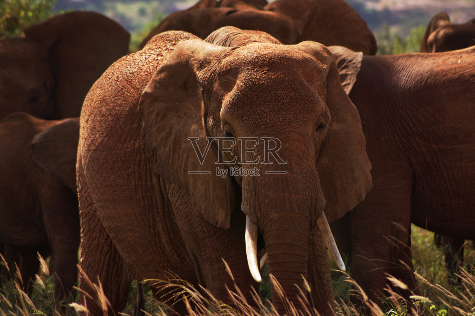 家族的大象照片摄影图片