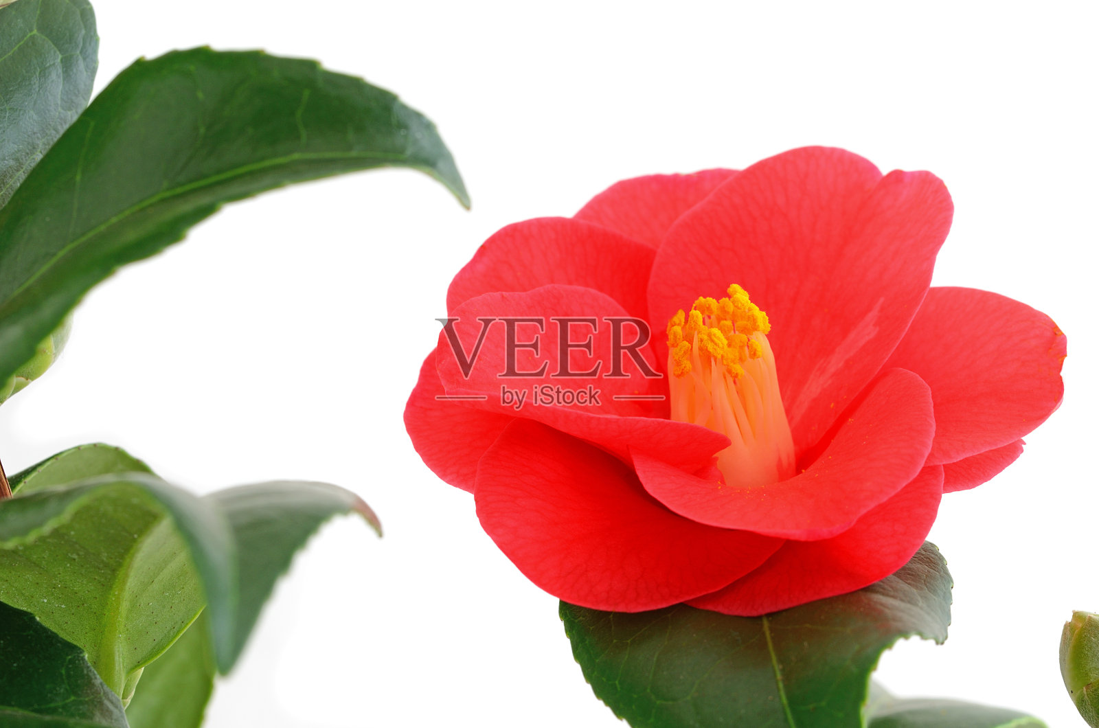 红色的山茶花头，叶子在白色的背景照片摄影图片