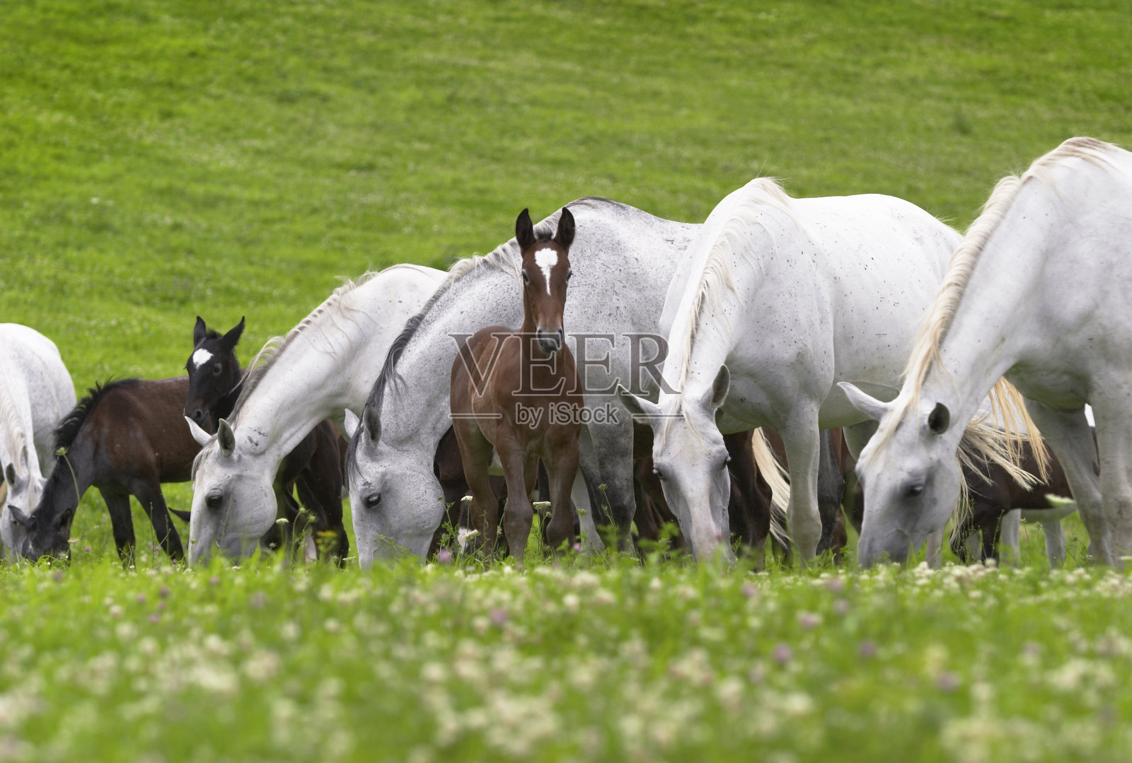 草地上的利皮赞马照片摄影图片
