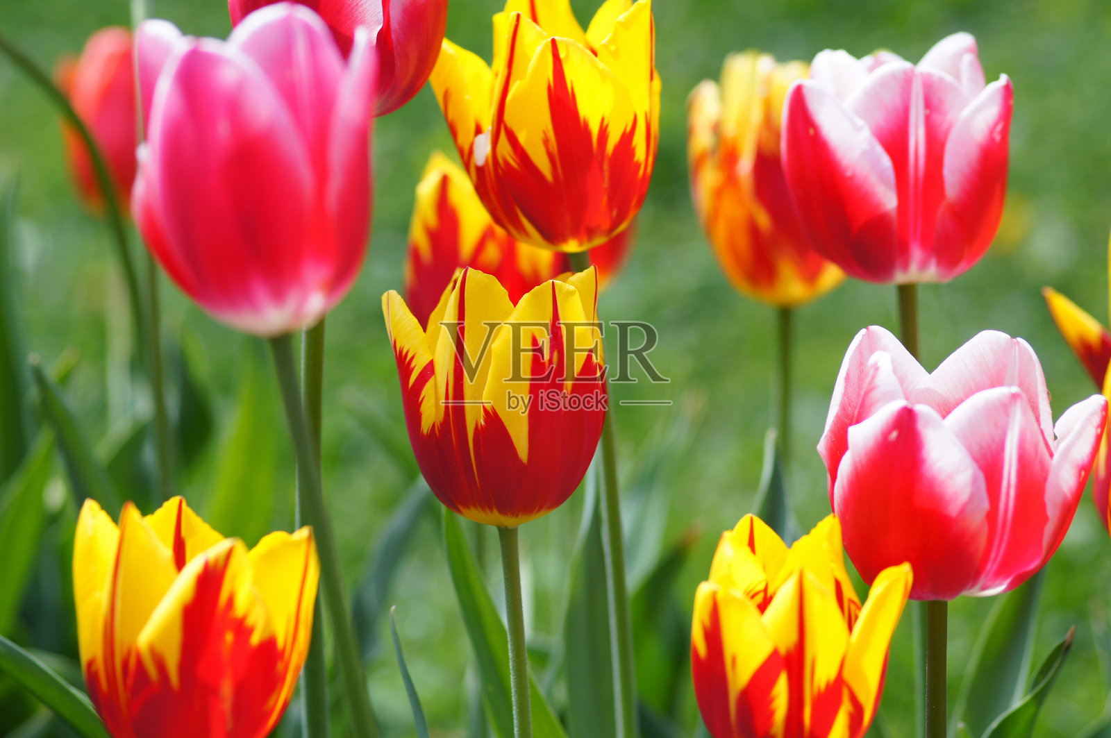 五颜六色的郁金香照片摄影图片