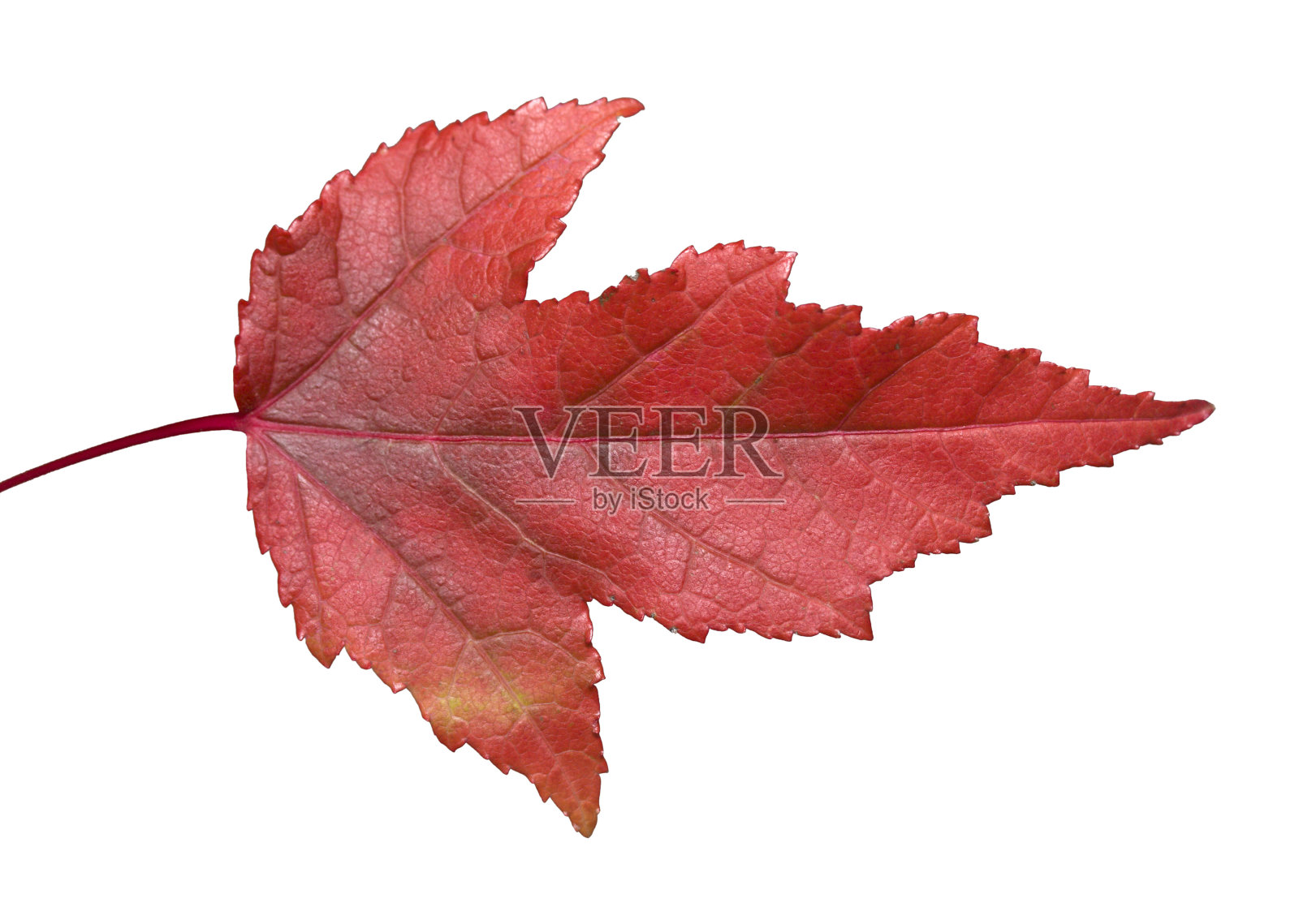 在白色上孤立的红叶。照片摄影图片