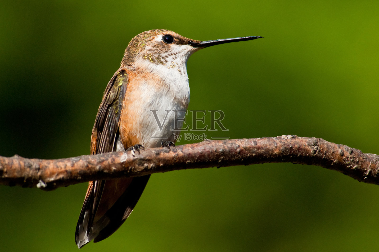 蜂鸟栖息在树枝上照片摄影图片