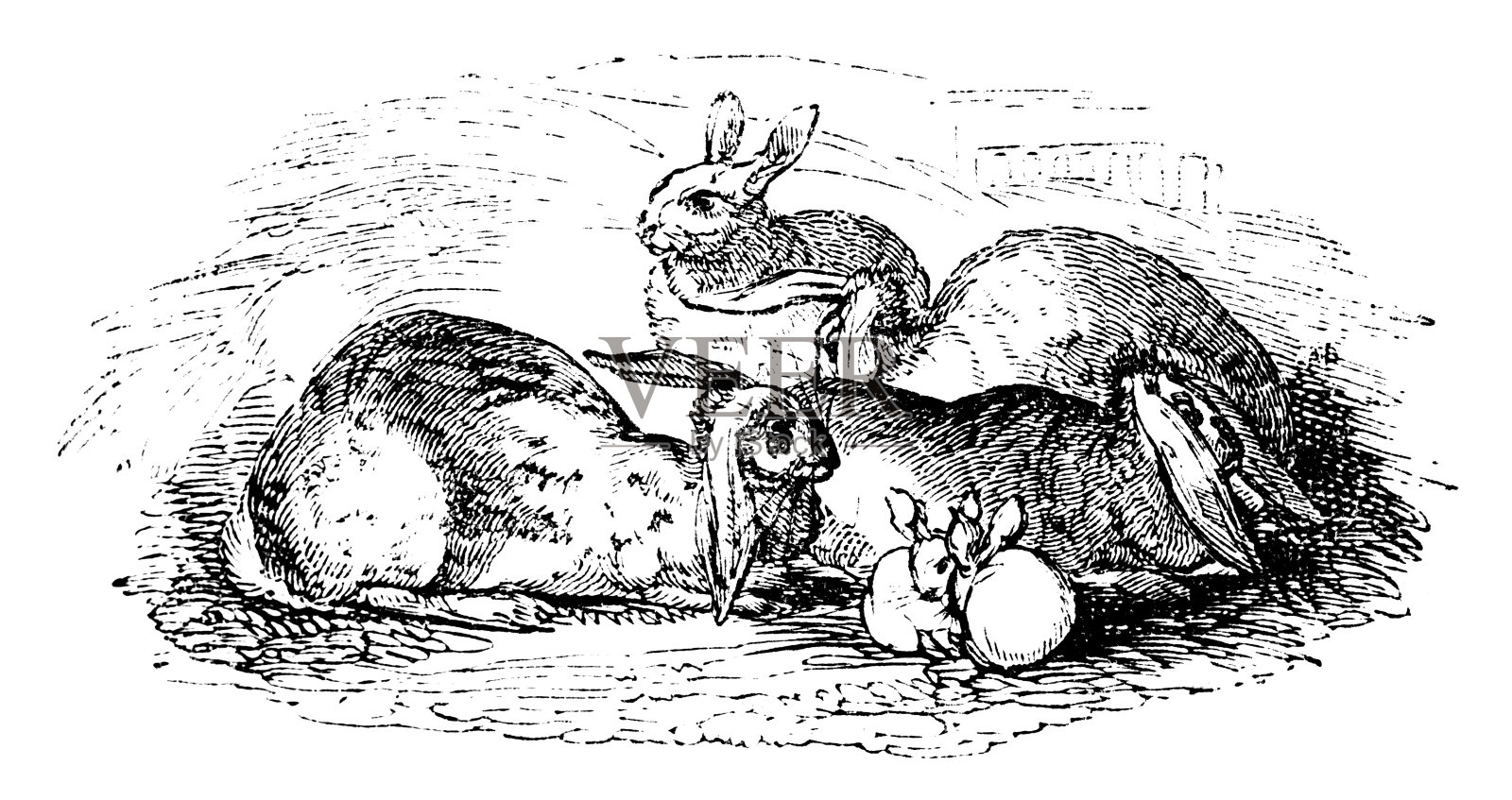 19世纪雕刻不同品种的兔子插画图片素材