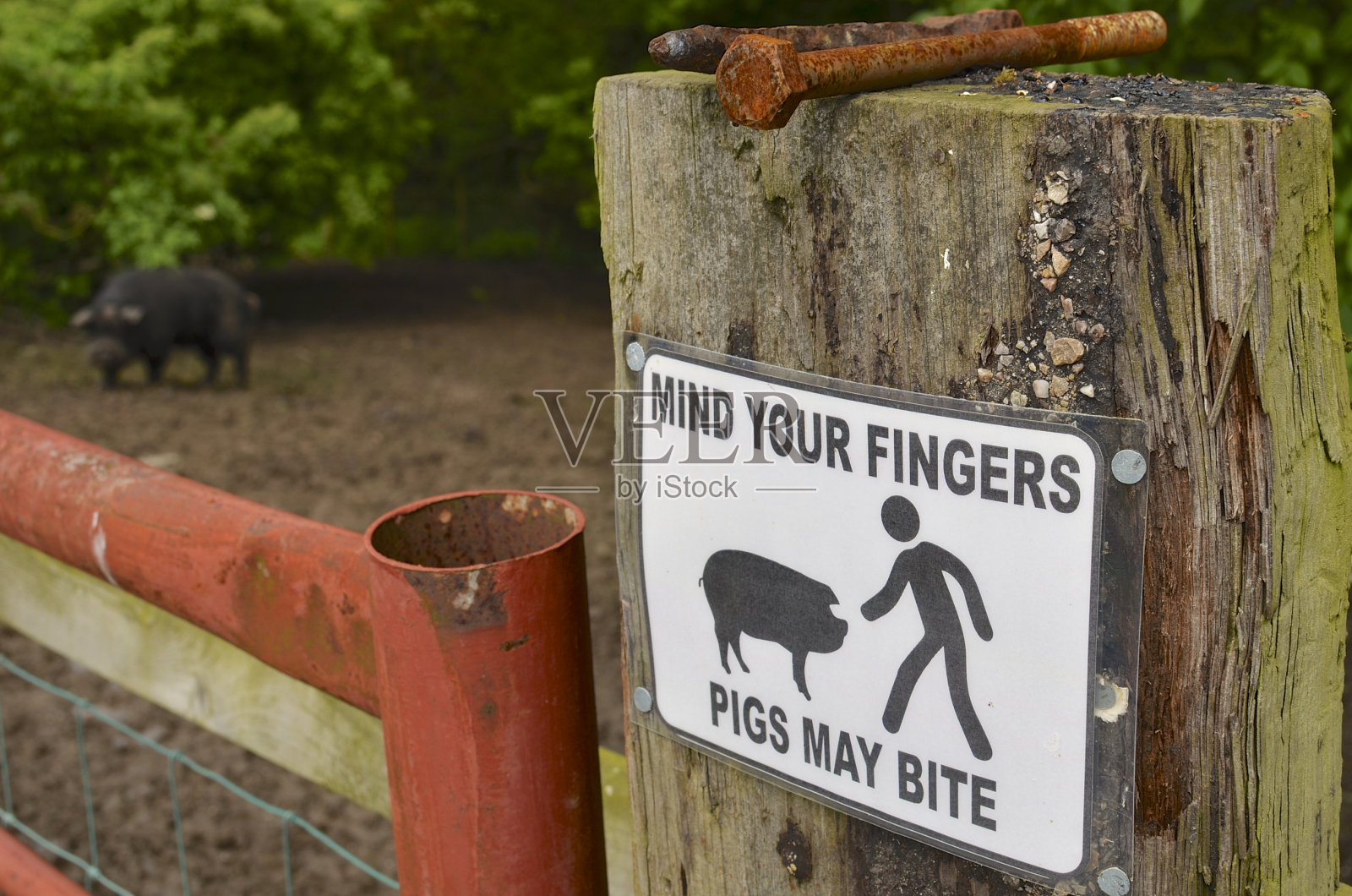 猪咬照片摄影图片