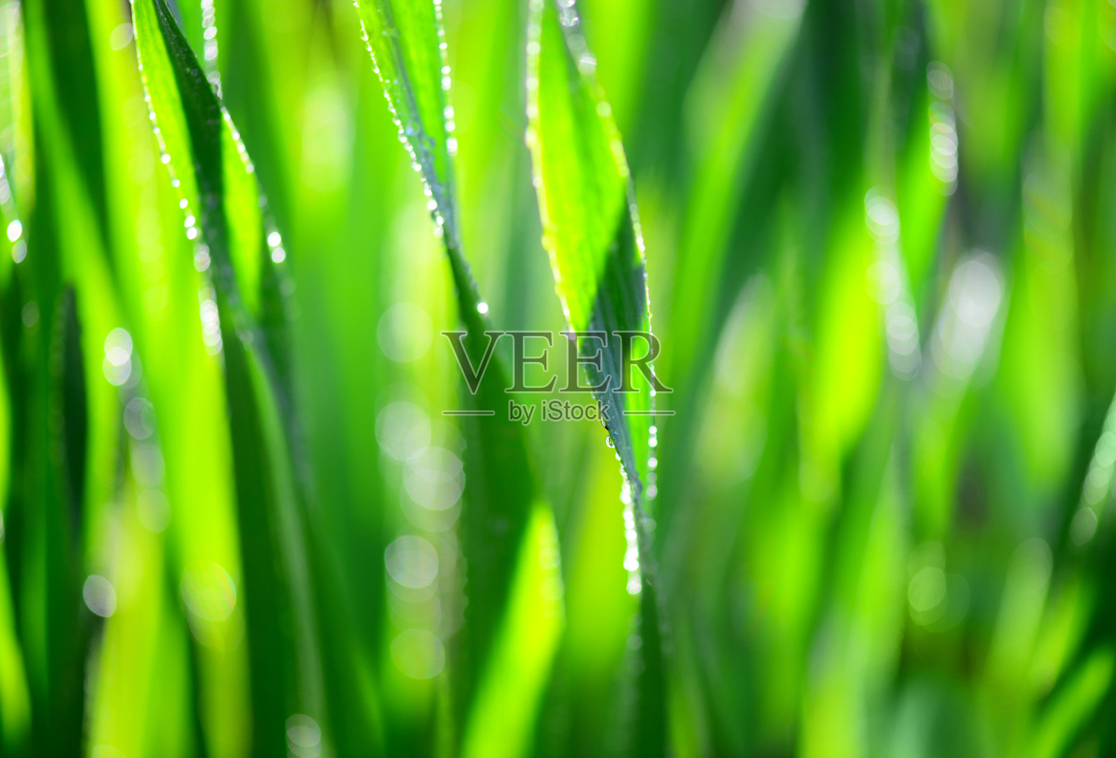 绿草照片摄影图片