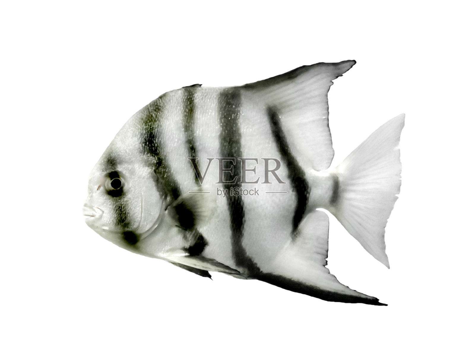 鱼照片摄影图片