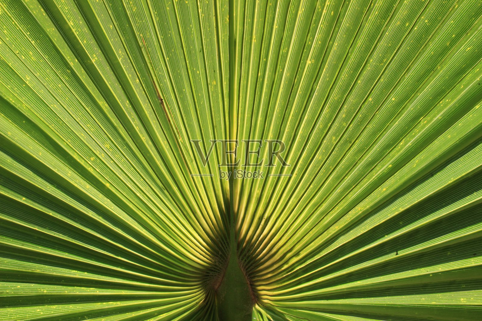 中国粉丝棕榈照片摄影图片