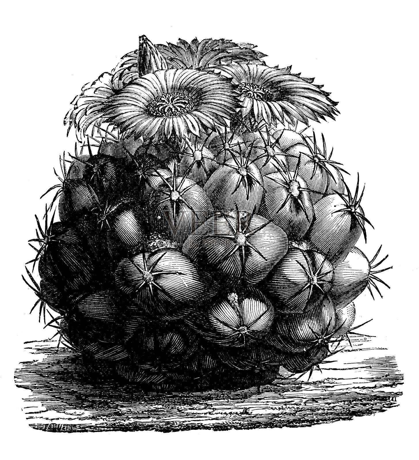 乳香仙人掌的古董插图插画图片素材