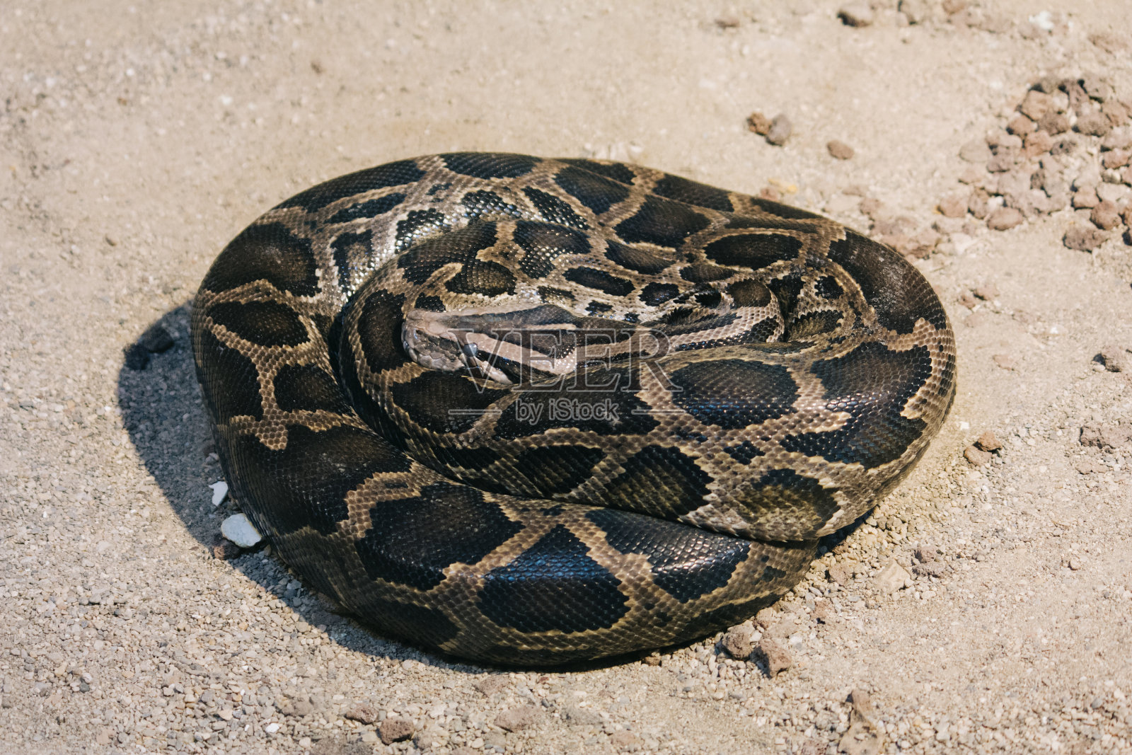 蛇，大自然中美丽的动物照片照片摄影图片