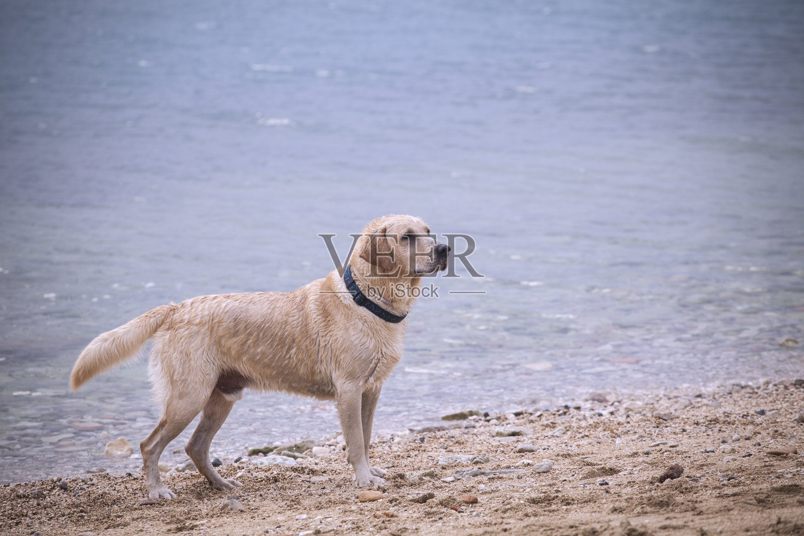 金毛猎犬照片摄影图片